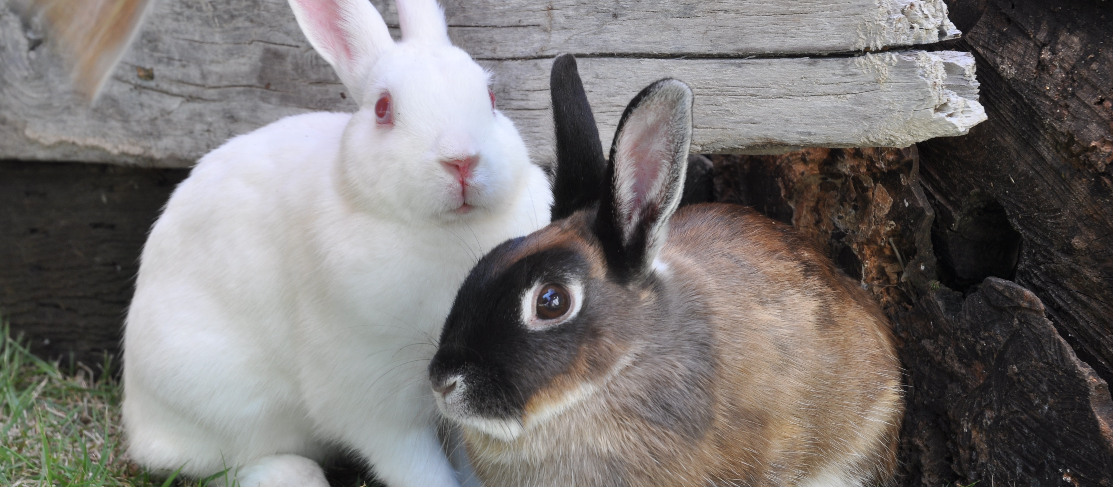 2019秋ver_ウサギ