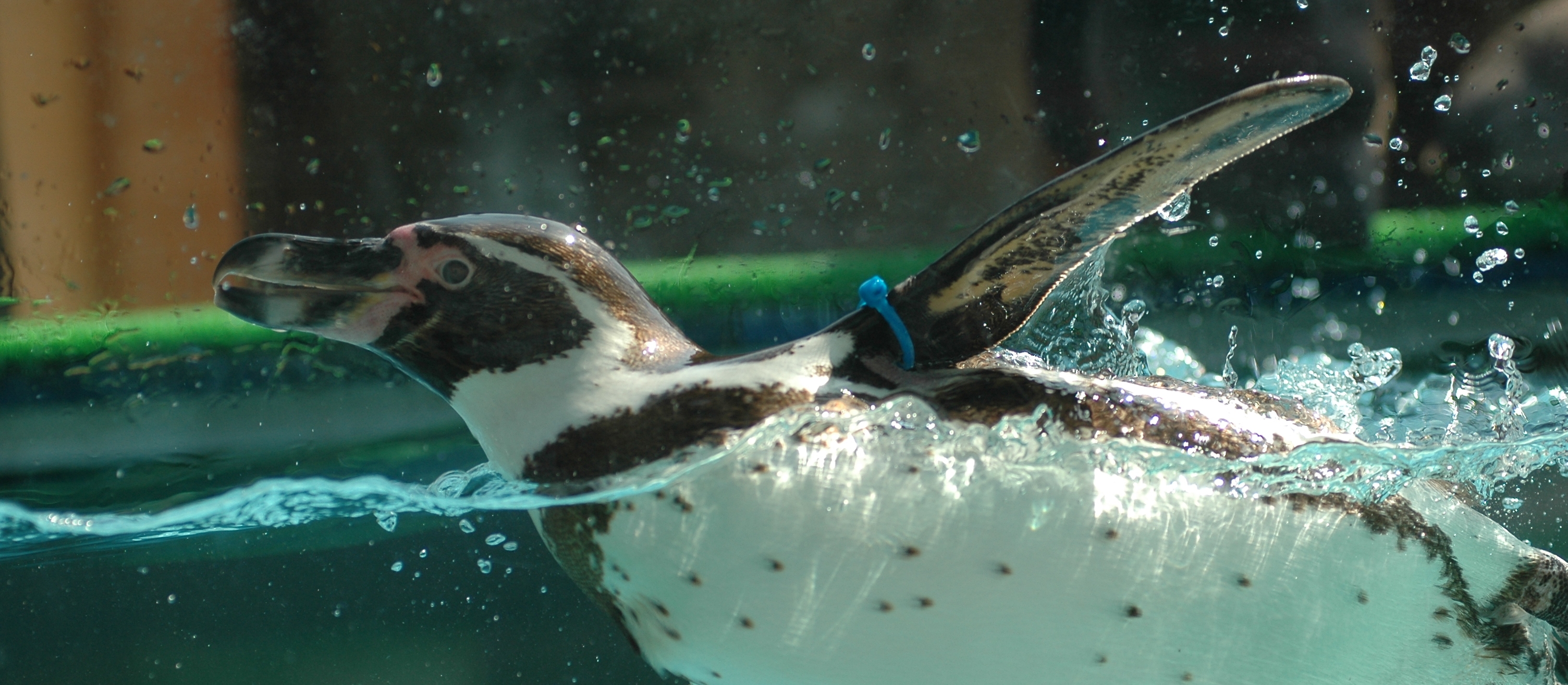 2019秋ver_フンボルトペンギン