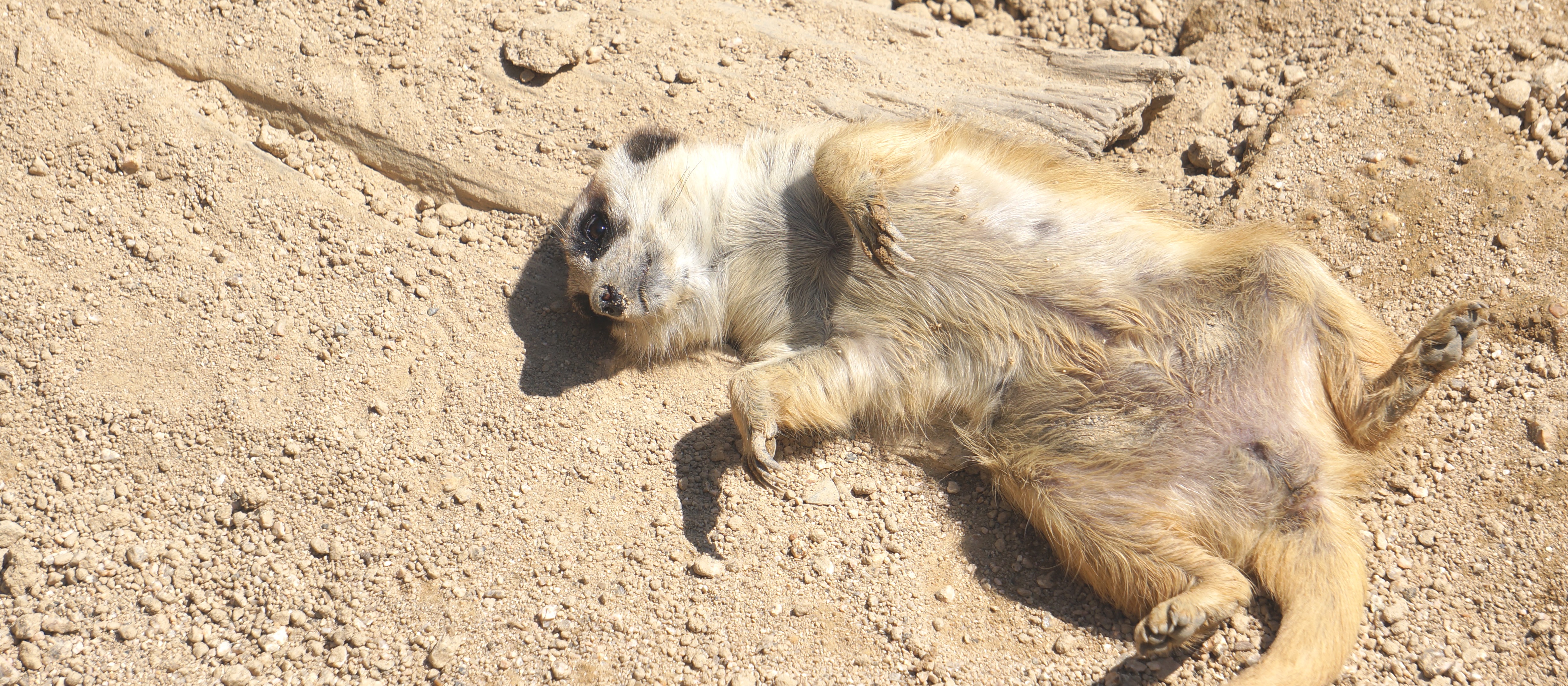 2019秋ver_ミーアキャット