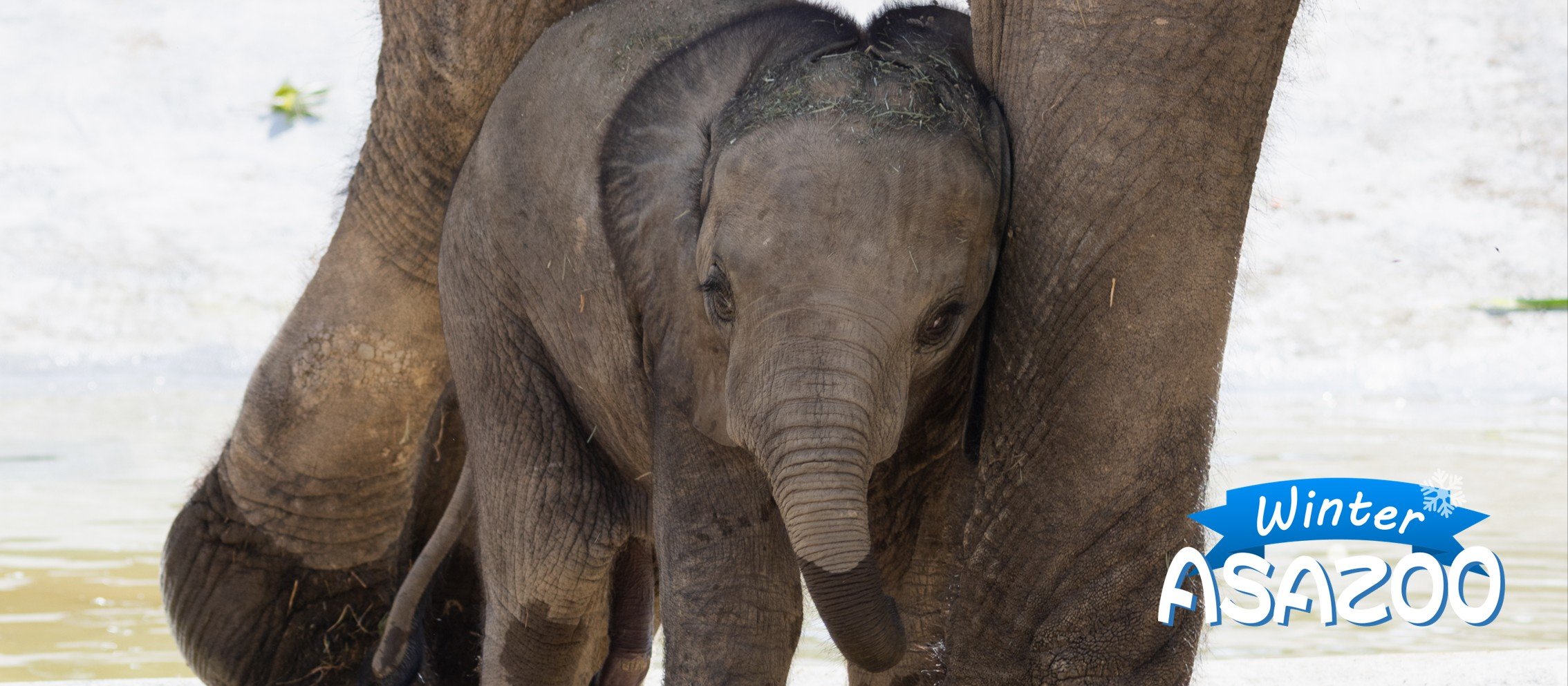 2025_冬03_マルミミゾウ