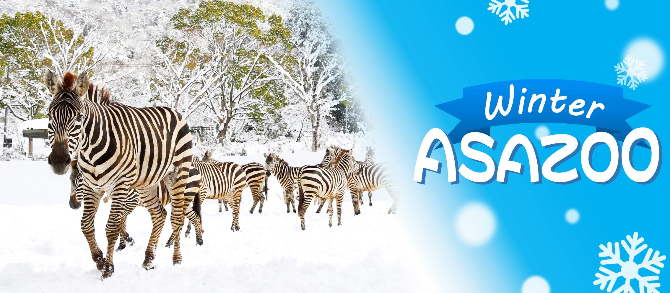 2025_冬04_シマウマ