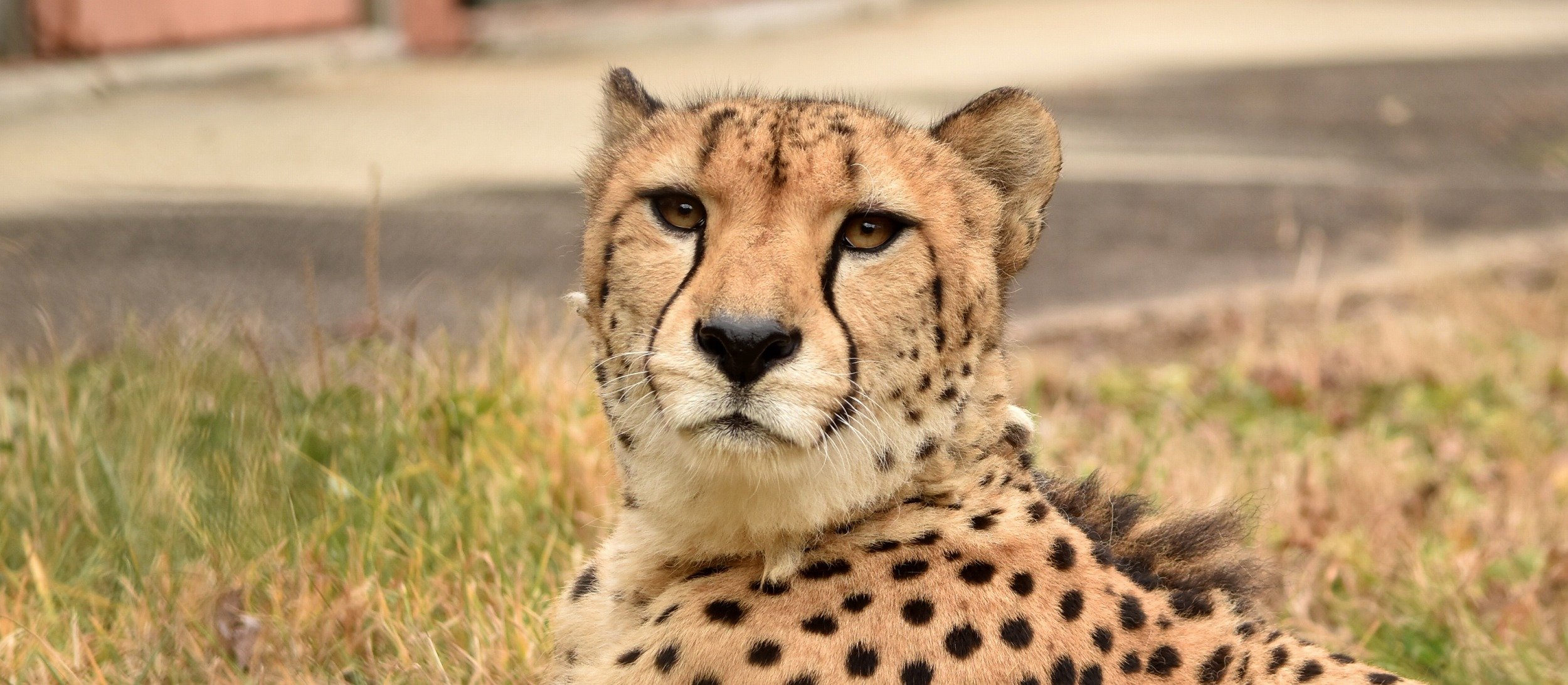 安佐動物公園 Asazoo