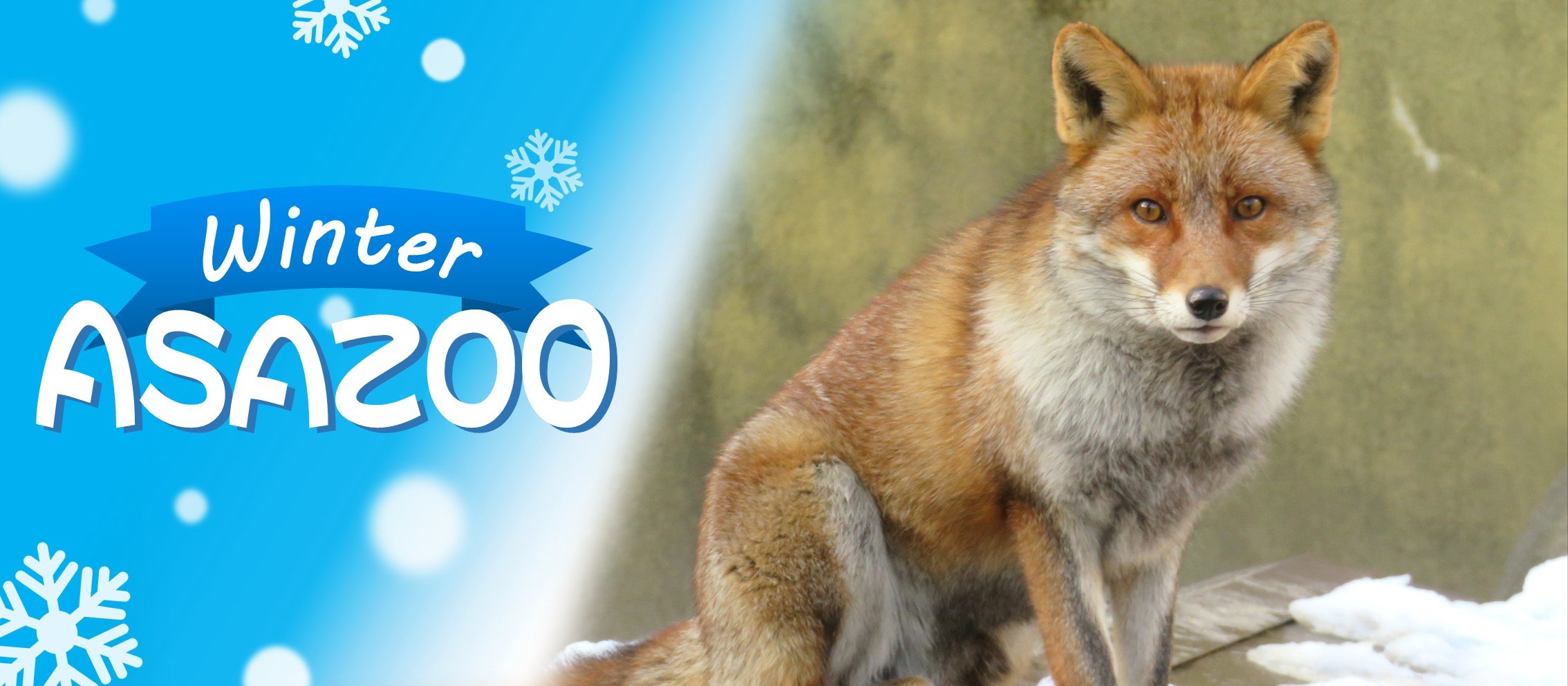 2025_冬02_キツネ