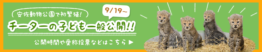 チーター公開