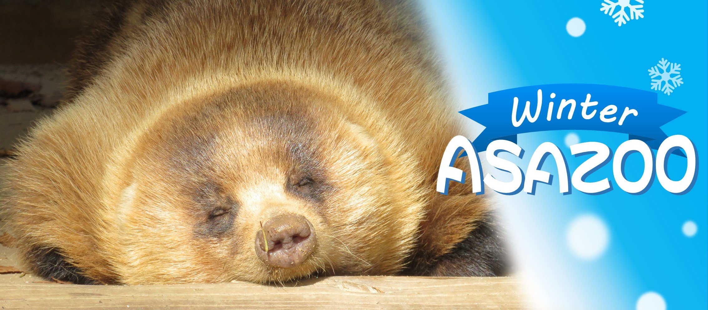 2025_冬01_アナグマ