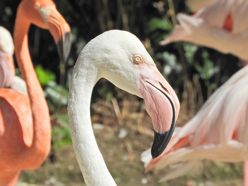 オオフラミンゴ ／ Greater Flamingo｜menu02_動物紹介｜安佐動物公園 asazoo