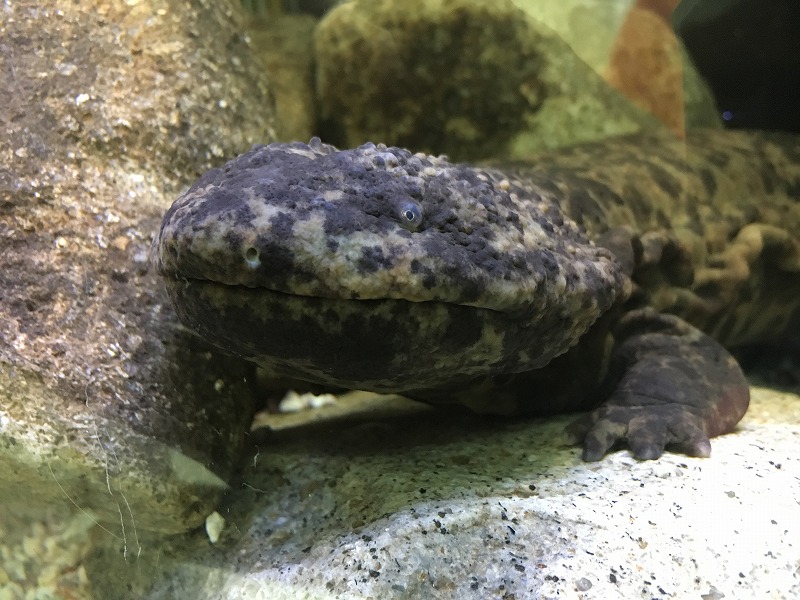 オオサンショウウオ Giant Salamander 動物紹介 安佐動物公園 Asazoo