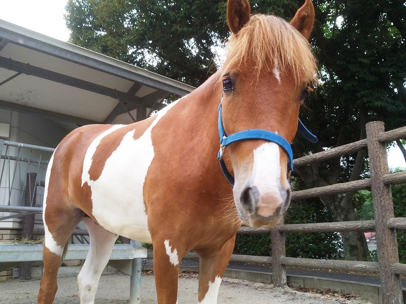 ポニー Pony 動物紹介 安佐動物公園 Asazoo