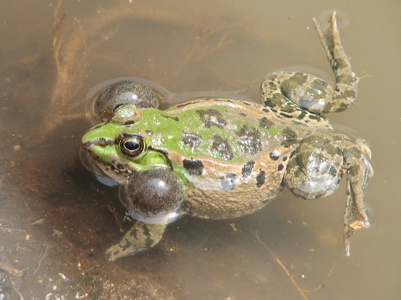 ナゴヤダルマガエル ／ Nagoya Daruma Pond Frog｜menu02_動物紹介