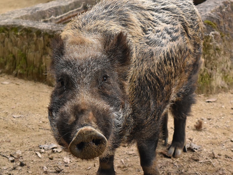 ニホンイノシシ Japanese Wild Boar 動物紹介 安佐動物公園 Asazoo