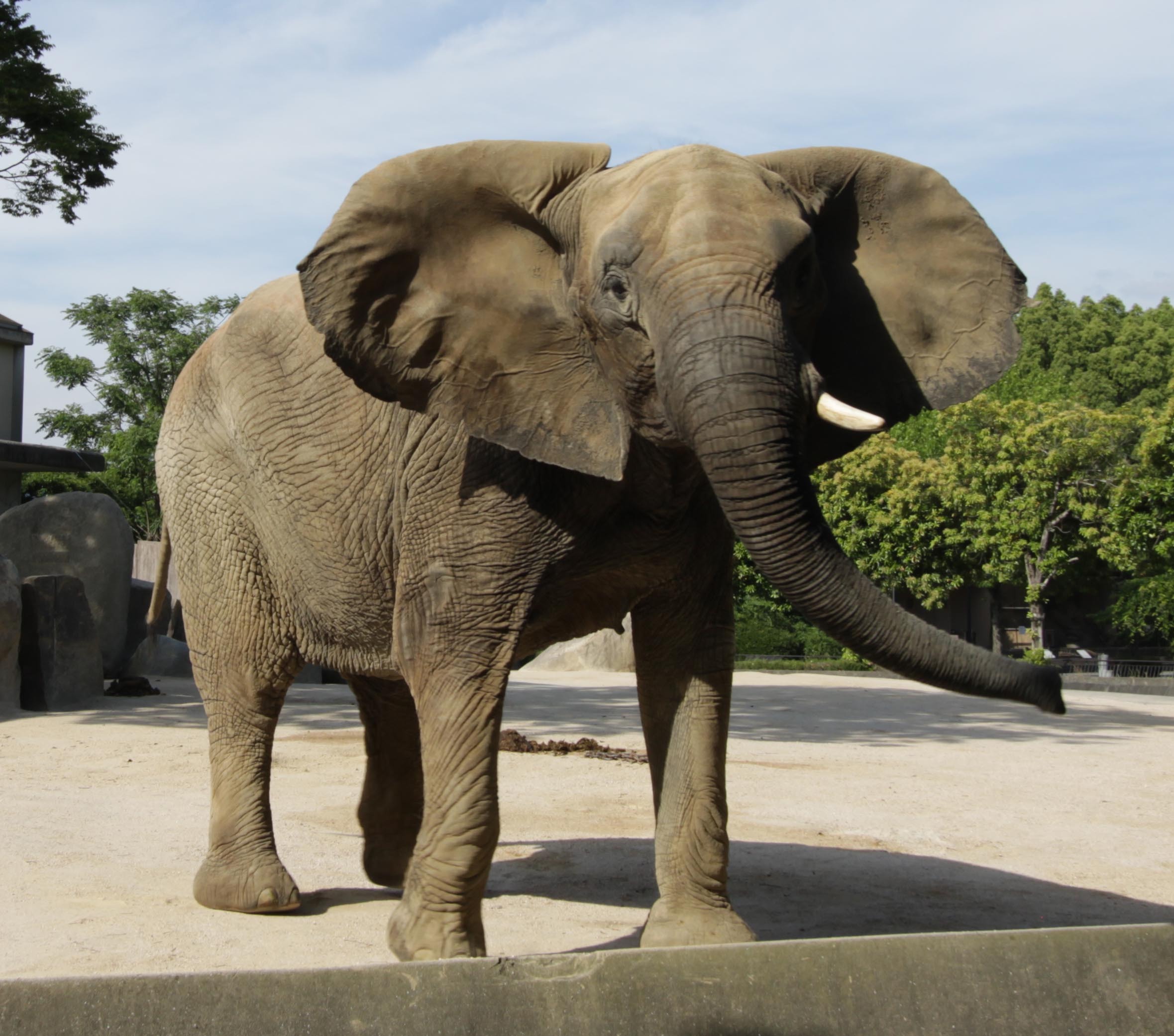 サバンナゾウ Savanna Elephant 動物紹介 安佐動物公園 Asazoo