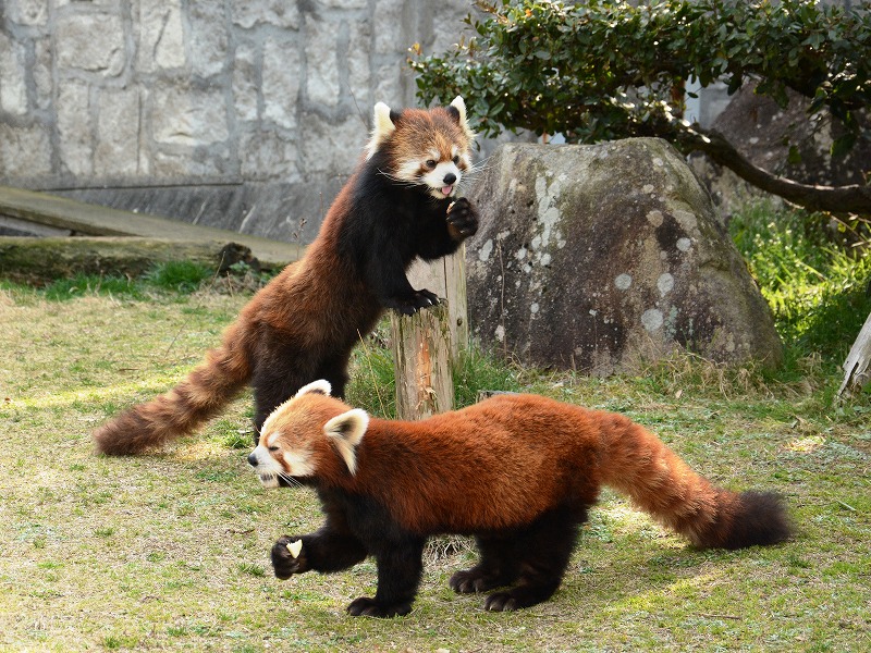 レッサーパンダ ／ Red Panda｜menu02_動物紹介｜安佐動物公園 asazoo