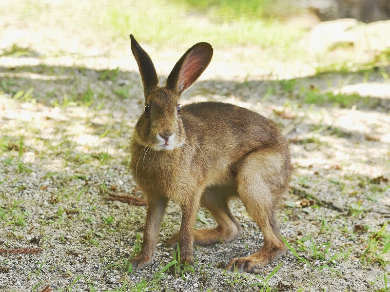 ニホンノウサギ ／ Japanese Hare｜menu02_動物紹介｜安佐動物公園 asazoo