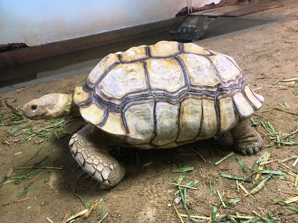 種選奴、カメリア fit=scale-down,w=1200