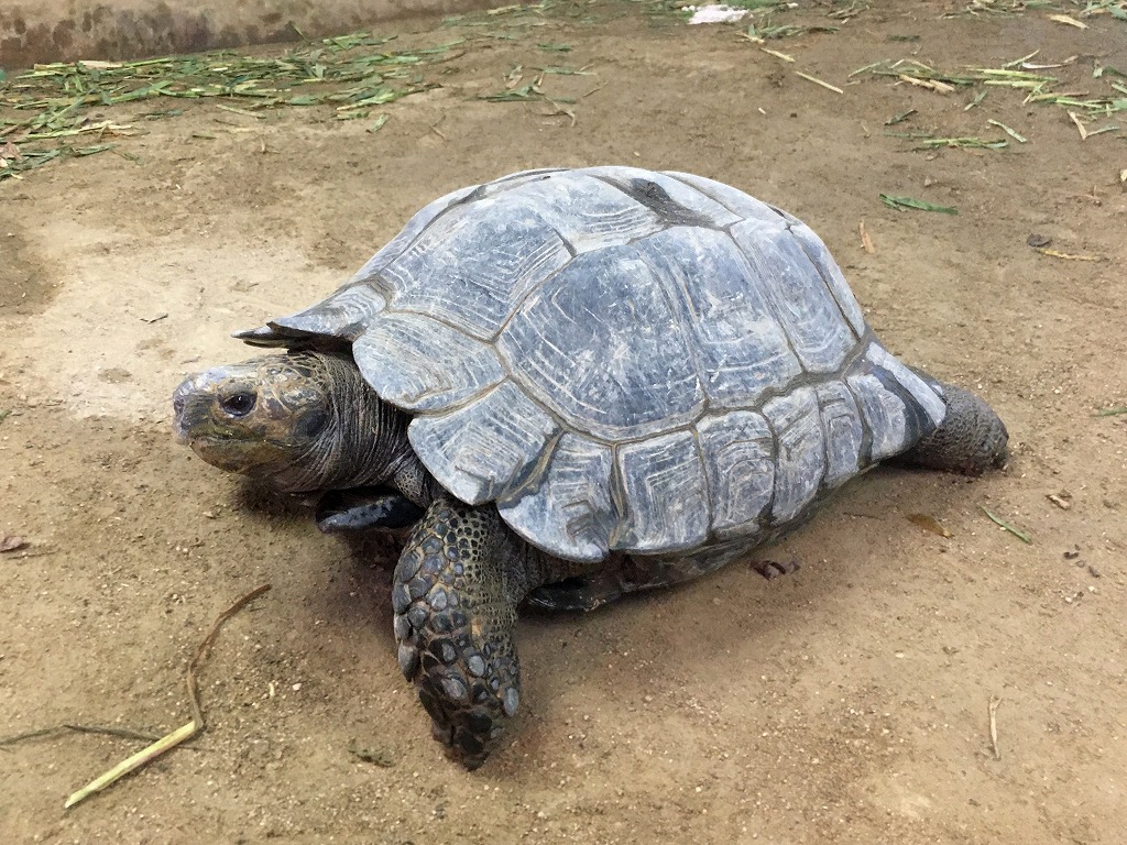 ビルマムツアシガメ ／ Burmese Black Forest Tortoise｜menu02_動物