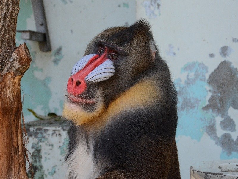 マンドリル Mandrill 動物紹介 安佐動物公園 Asazoo