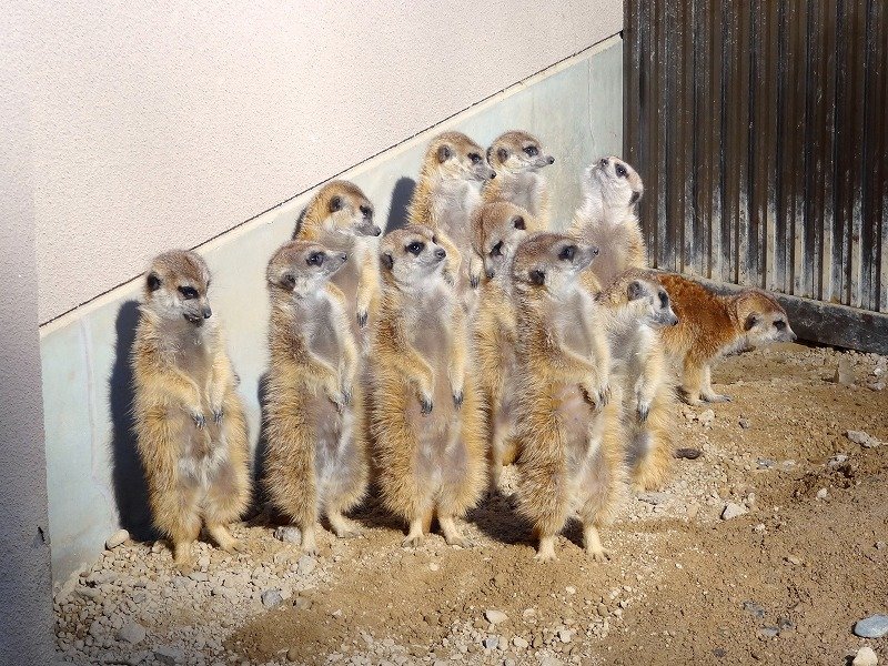 ミーアキャット ／ Meerkat｜動物紹介｜安佐動物公園 asazoo