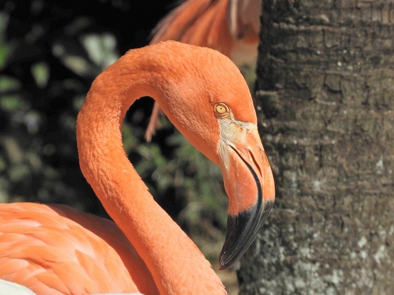 ベニイロフラミンゴ American Flamingo 動物紹介 安佐動物公園 Asazoo