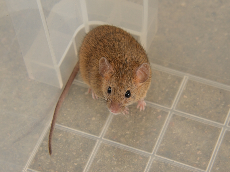 ハツカネズミ House Mouse 動物紹介 安佐動物公園 Asazoo