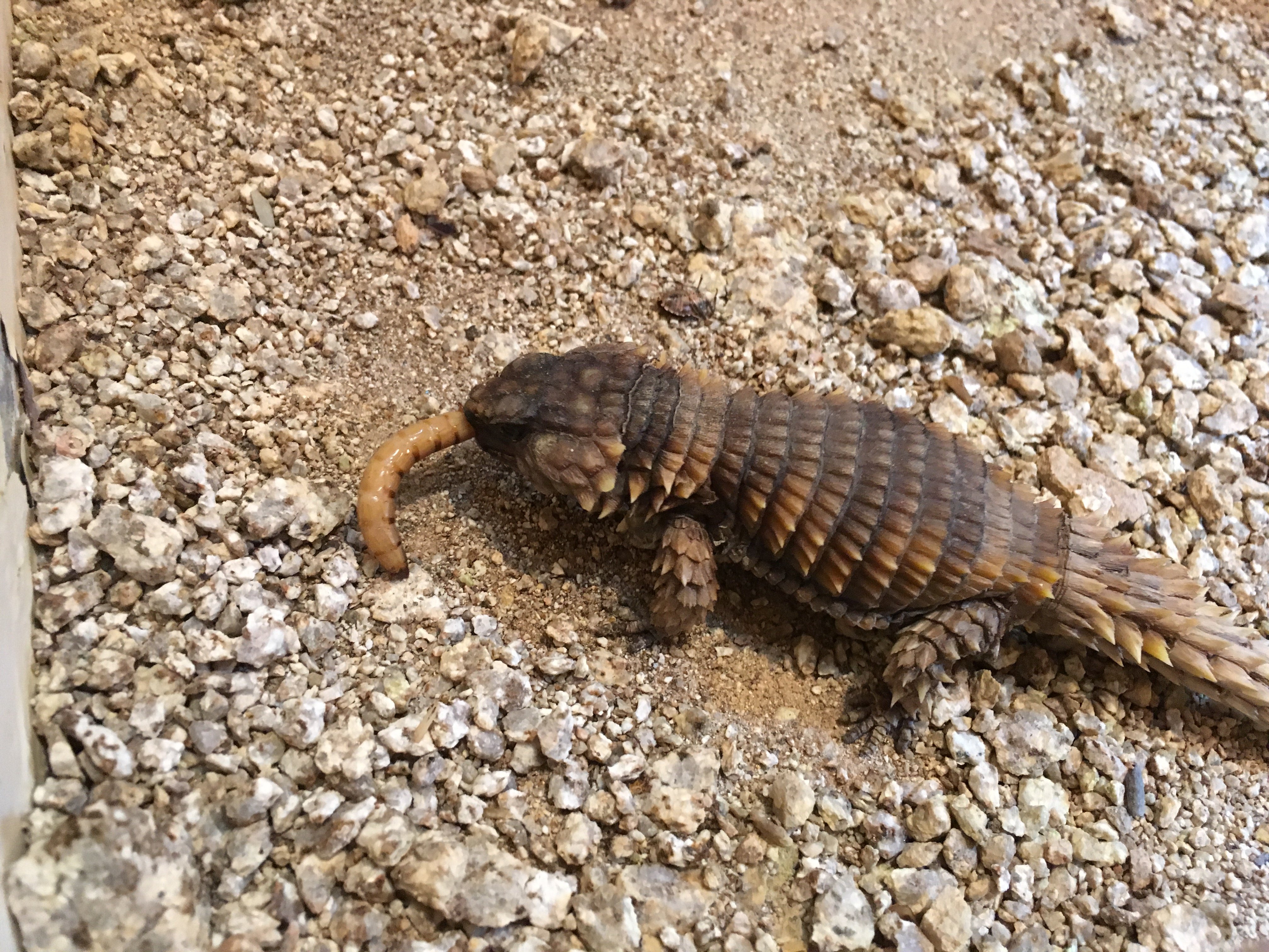 はちゅうるい館の仲間たち（１）アルマジロトカゲ