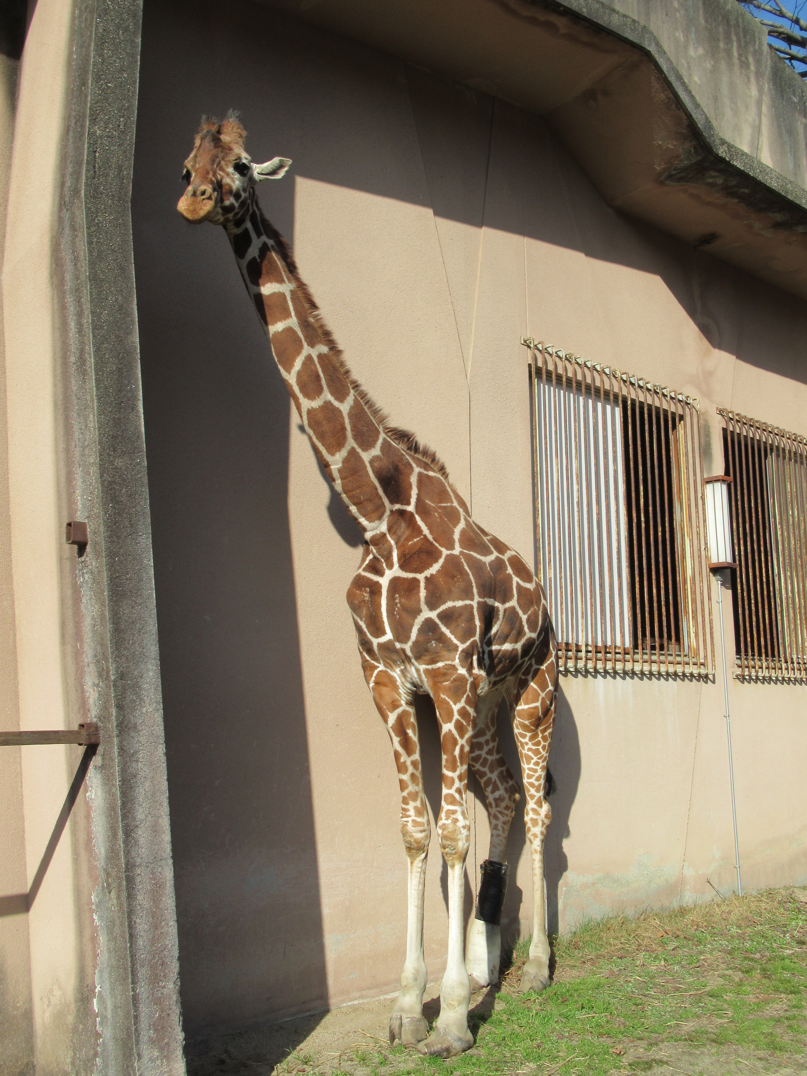 キリンの キリコ その後 飼育係のasazooブログ 動物紹介 安佐動物公園 Asazoo