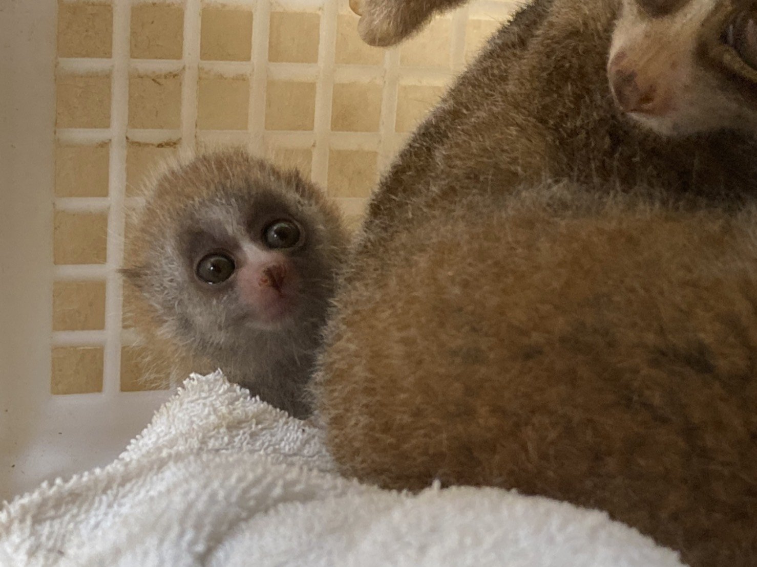 スローロリスの赤ちゃんの成長①