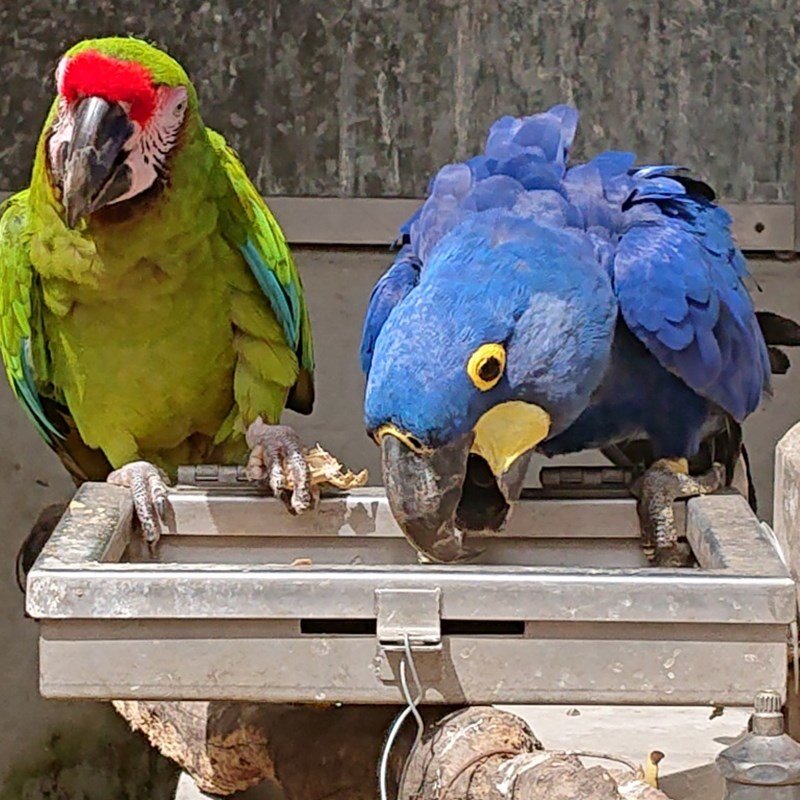 お疲れ様。スミレコンゴウインコのアキ君。