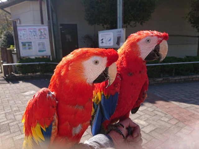 コンゴウインコのチリ君！