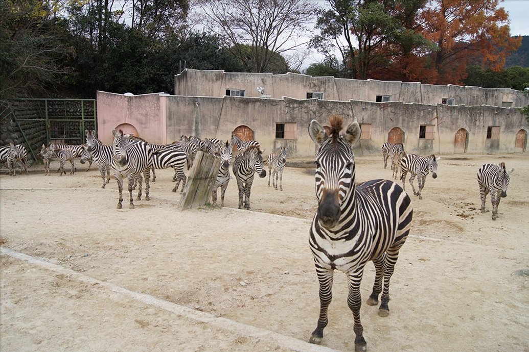 私とシマウマ