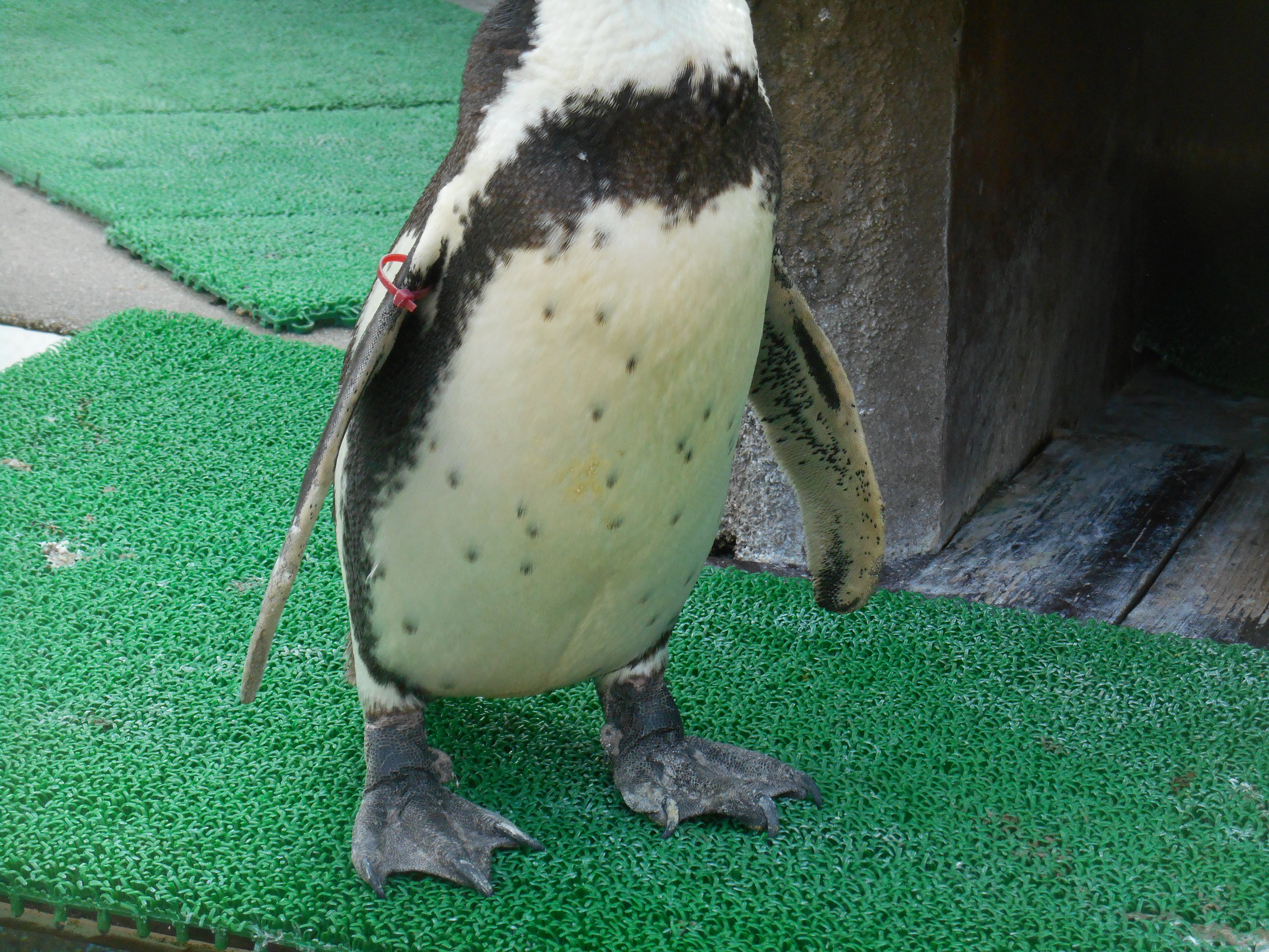 ペンギンぷーるの日常①　お腹にキズ！？