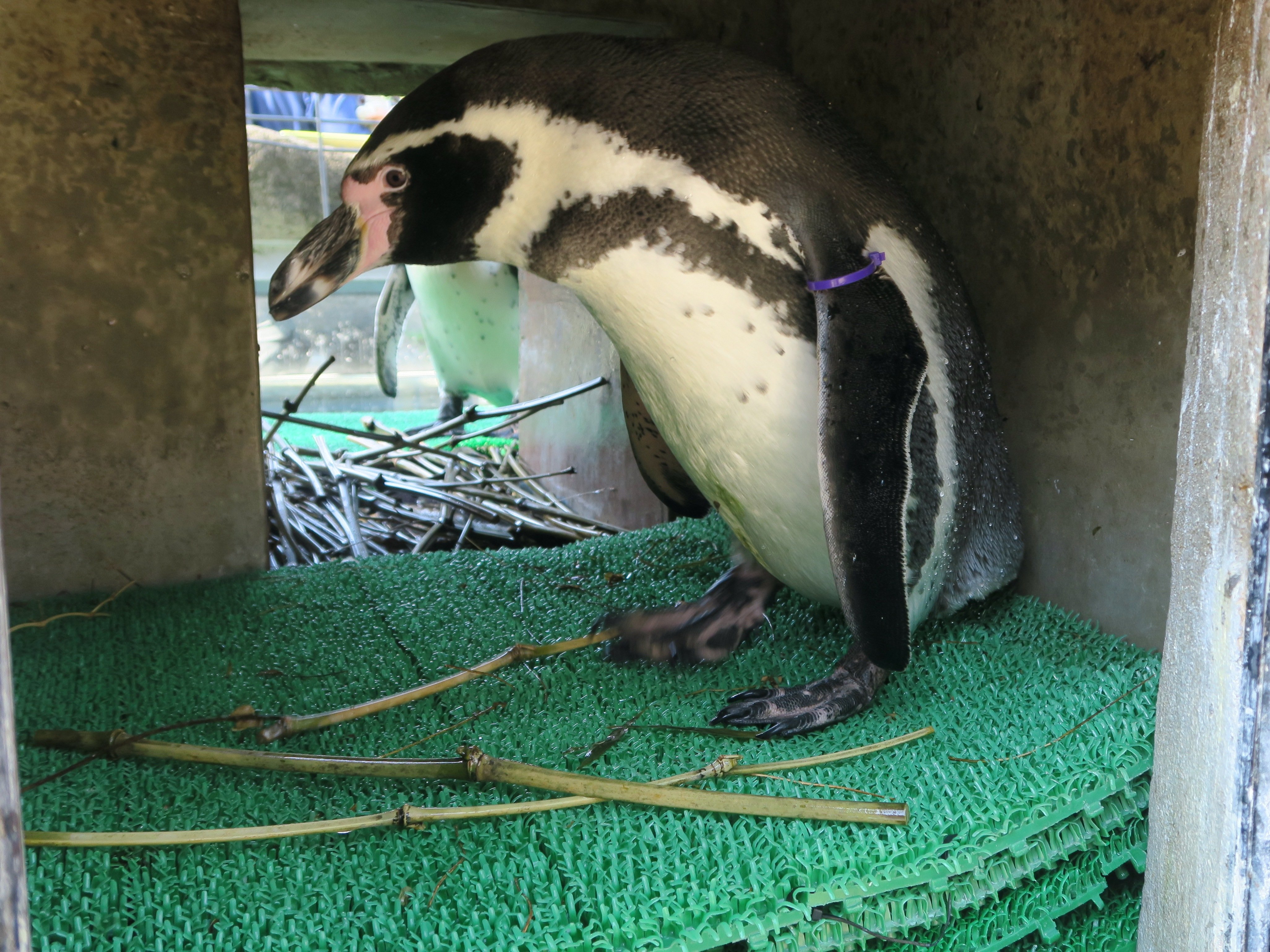 ペンギンぷーるの日常④　巣材