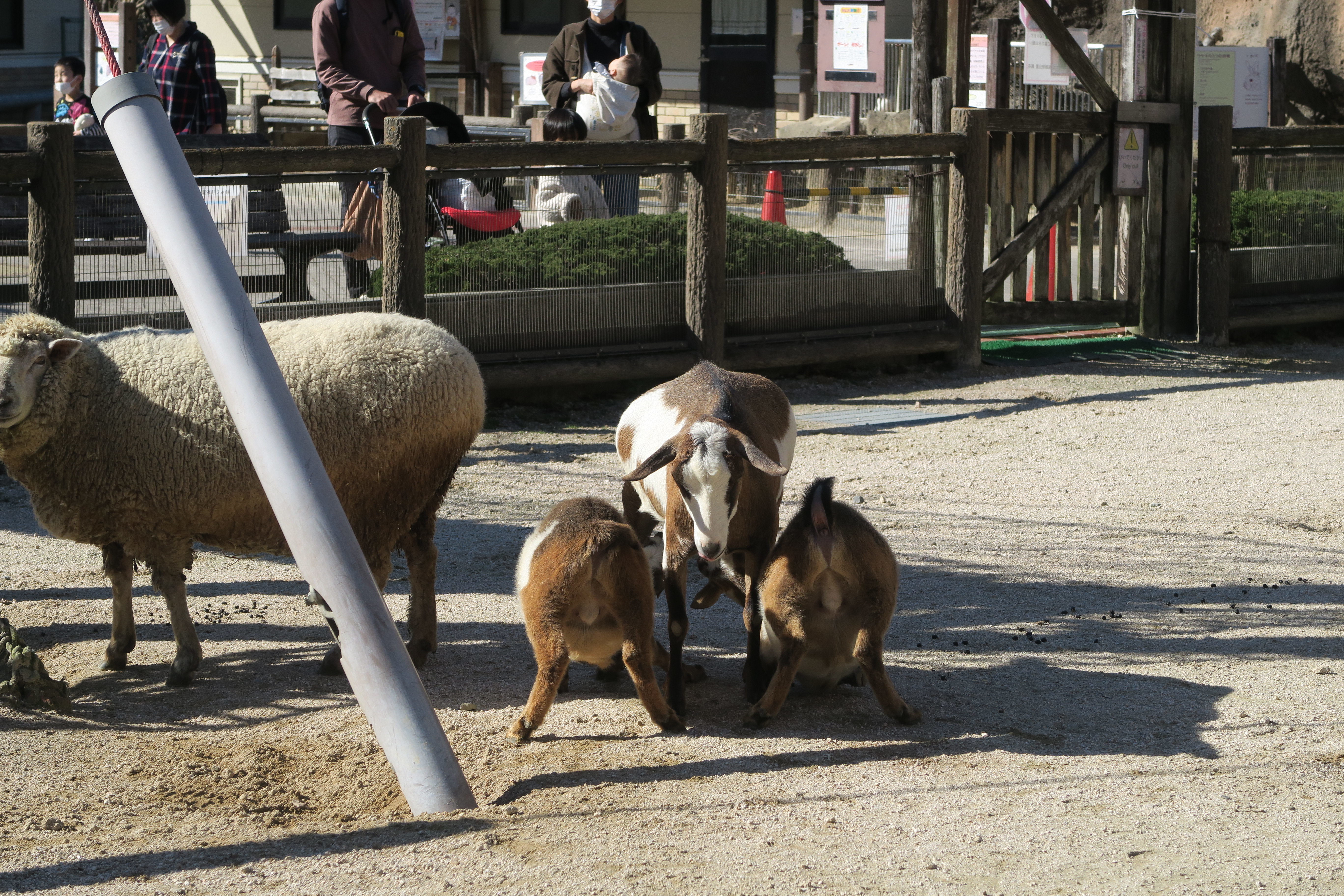 http://www.asazoo.jp/animal/blog/20201216_003.JPG