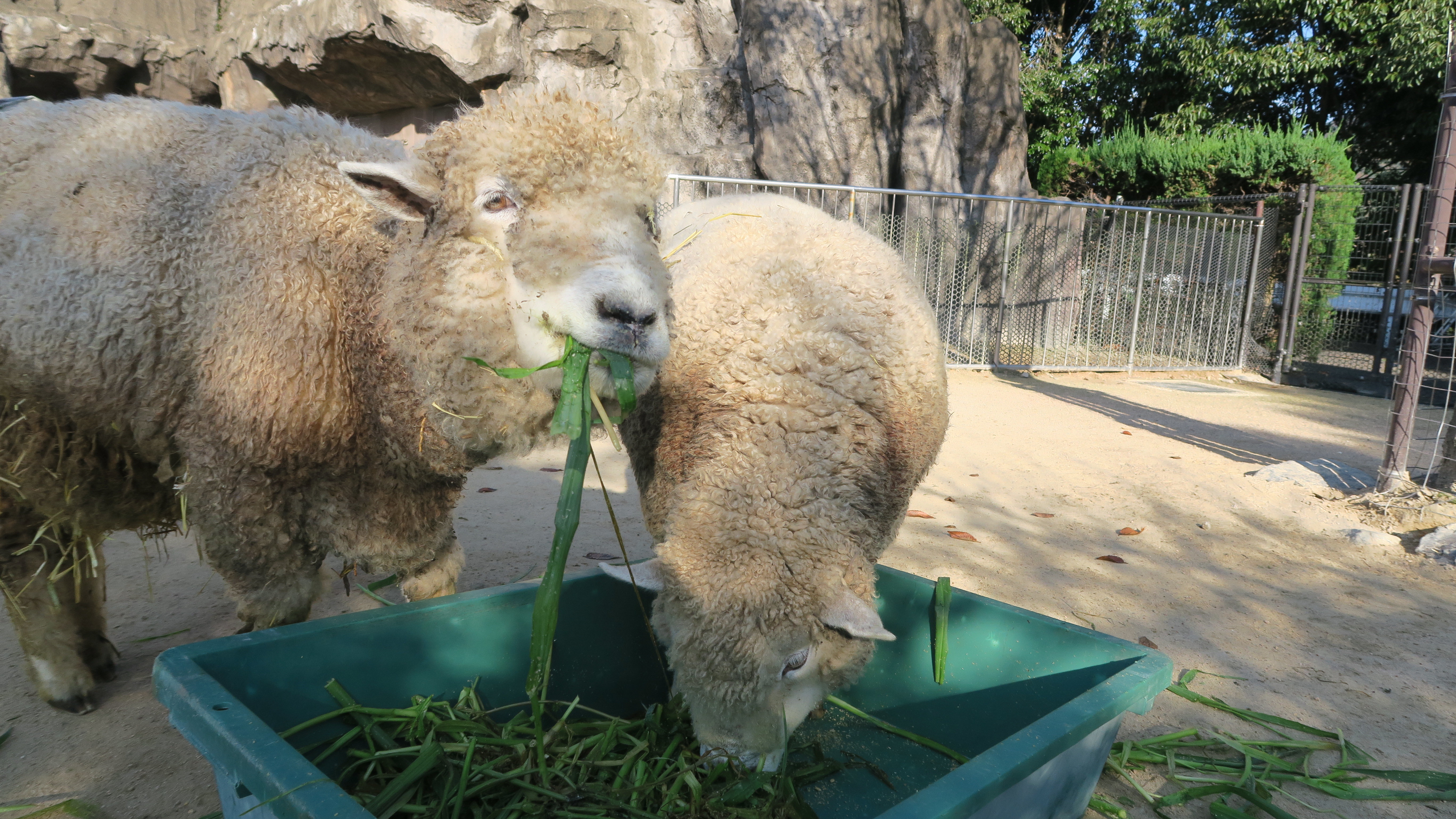 わくわく広場の日常②　コドモとオトナの狭間