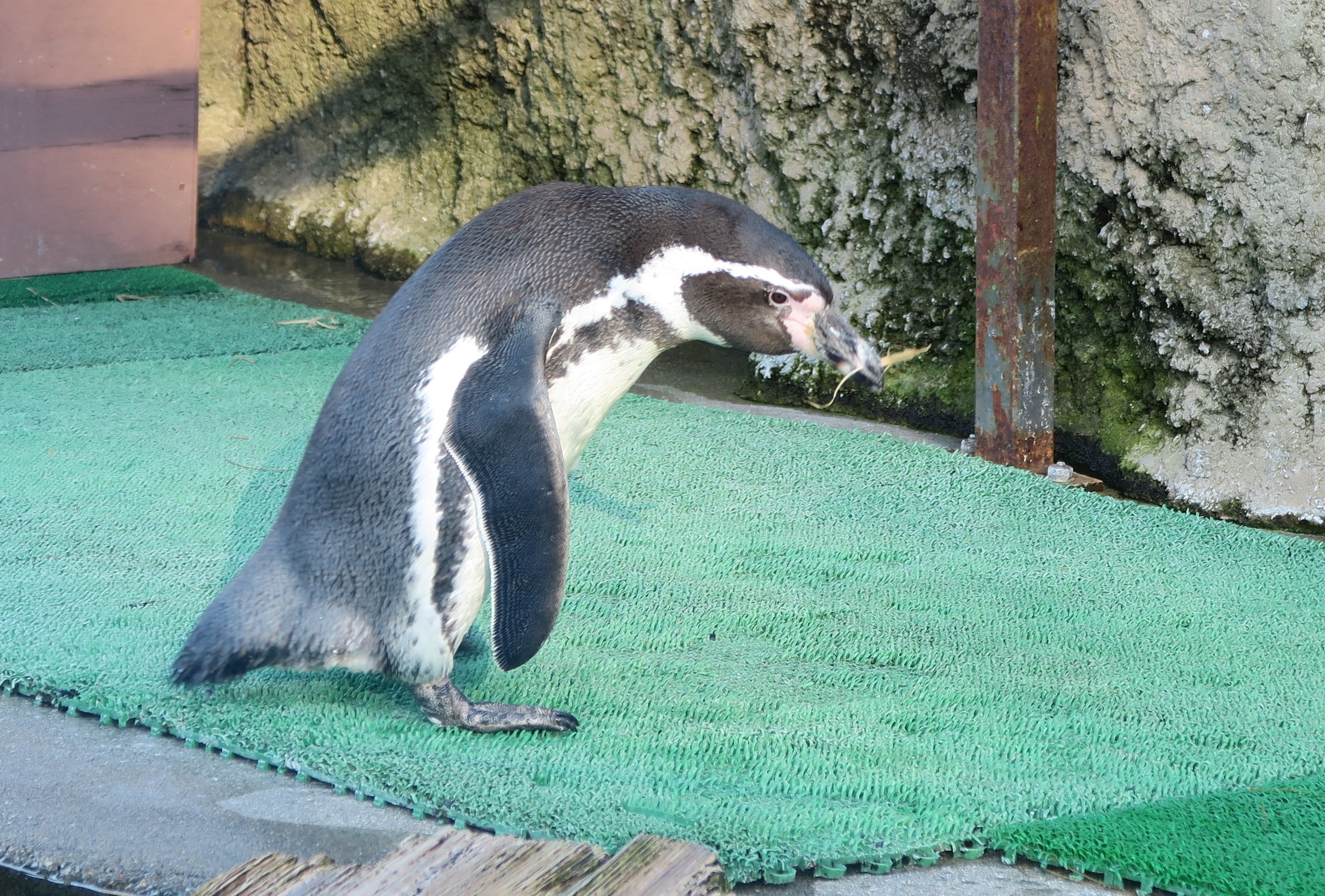 ペンギンぷーるの日常⑥　卵の回収