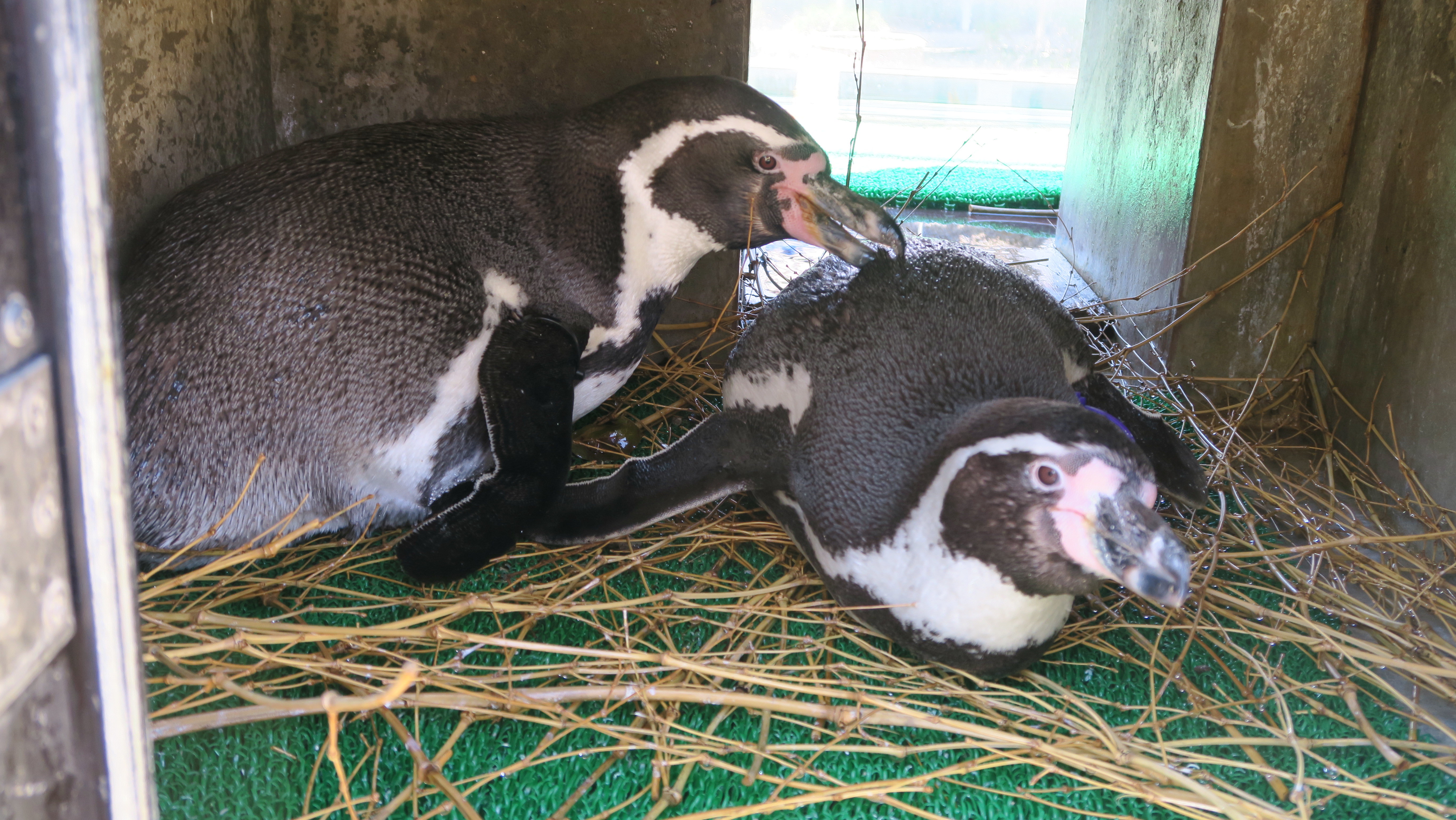 ペンギンぷーるの日常⑧　来シーズンに向けて