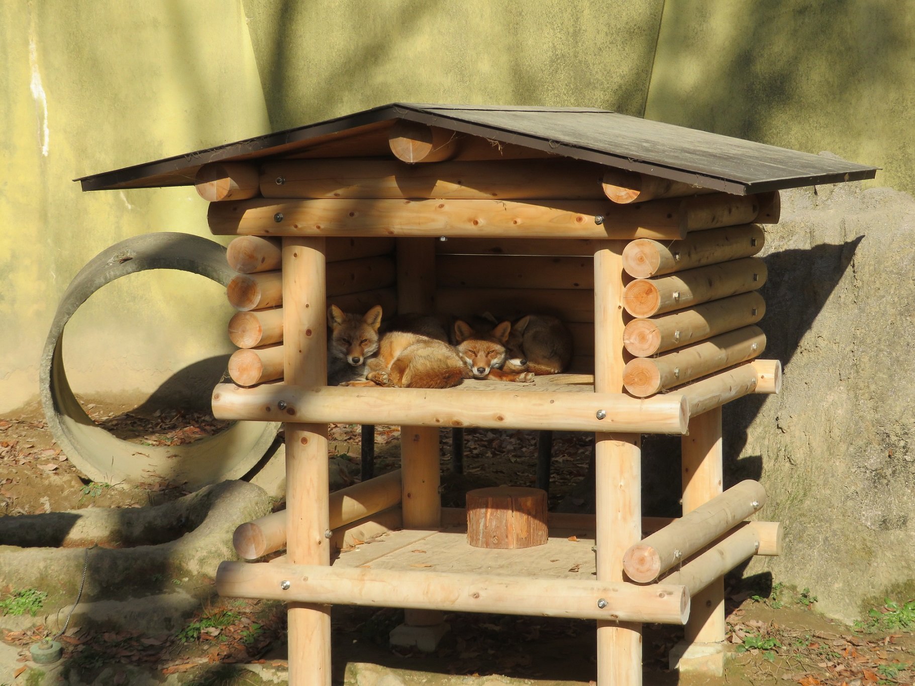 寒い日の動物たち