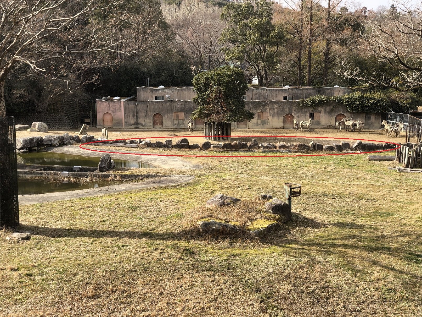 50周年だョ！動物園　byシマウマ舎　その2