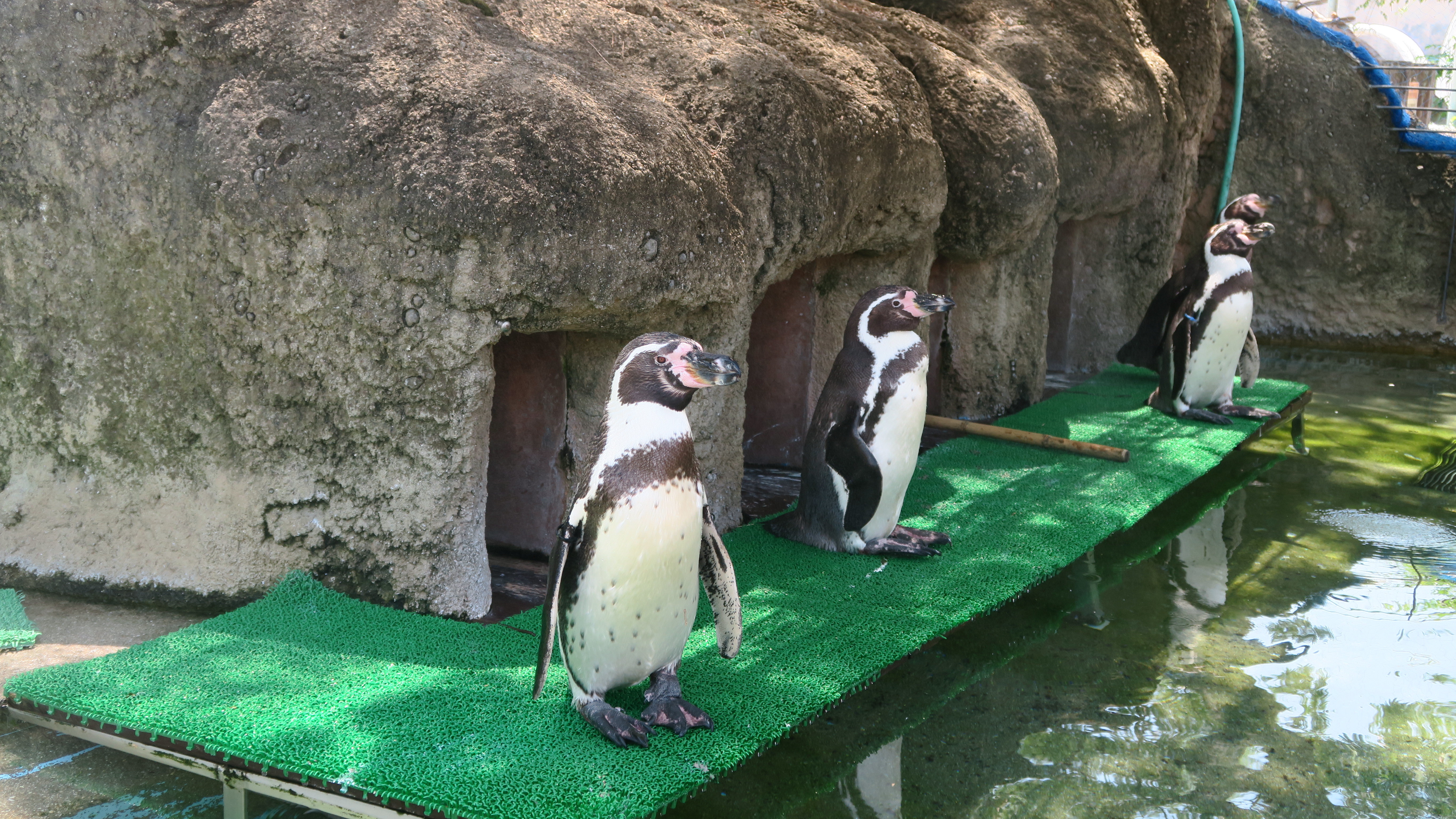 ペンギンぷーるの日常②　血液検査