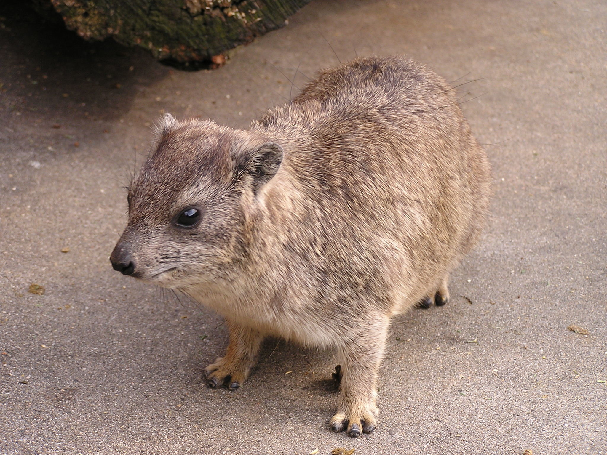 忘れないでね、ハイラックスのこと