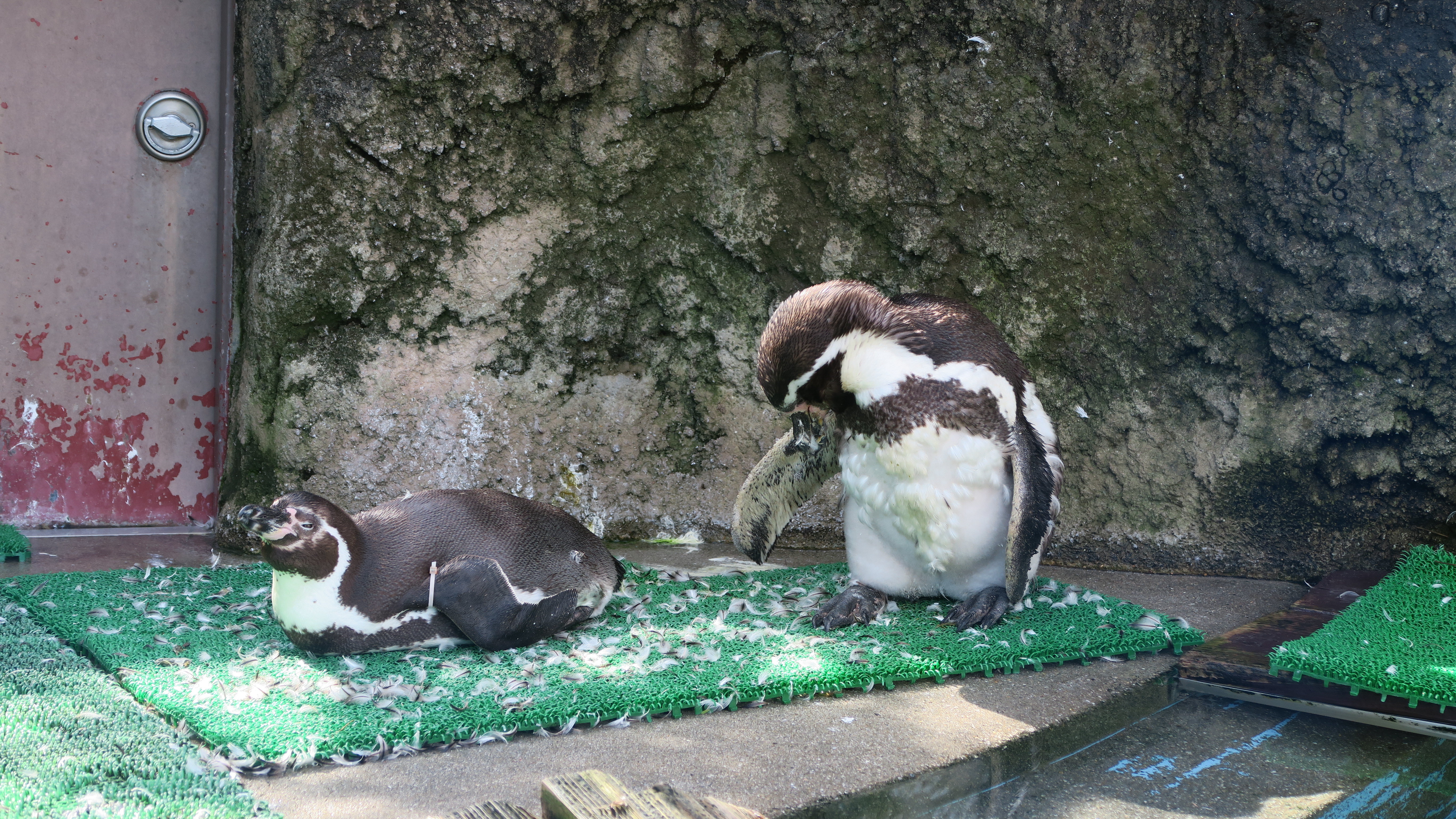 ペンギンぷーるの日常③　換羽