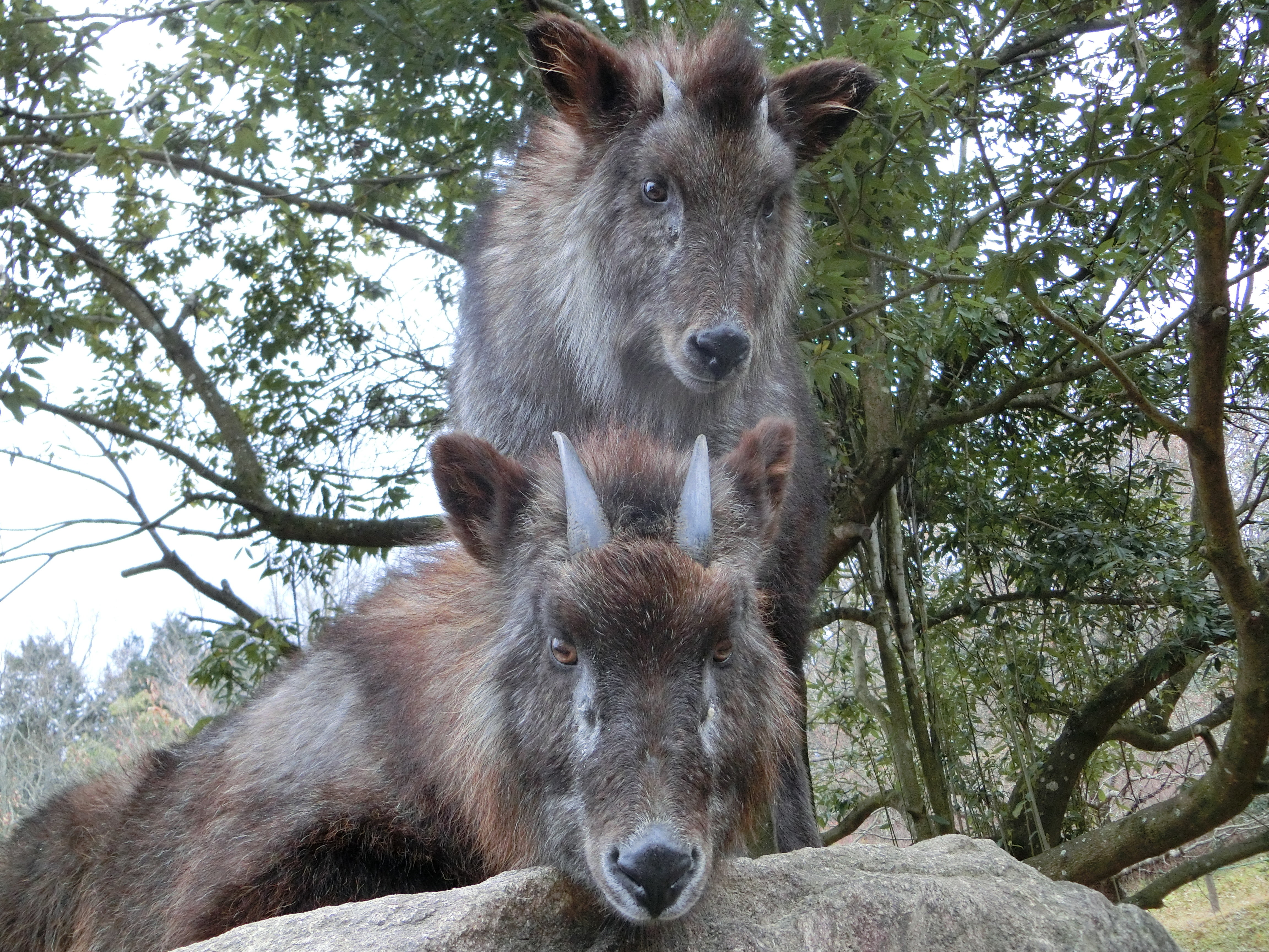 http://www.asazoo.jp/animal/blog/CIMG0336.JPG