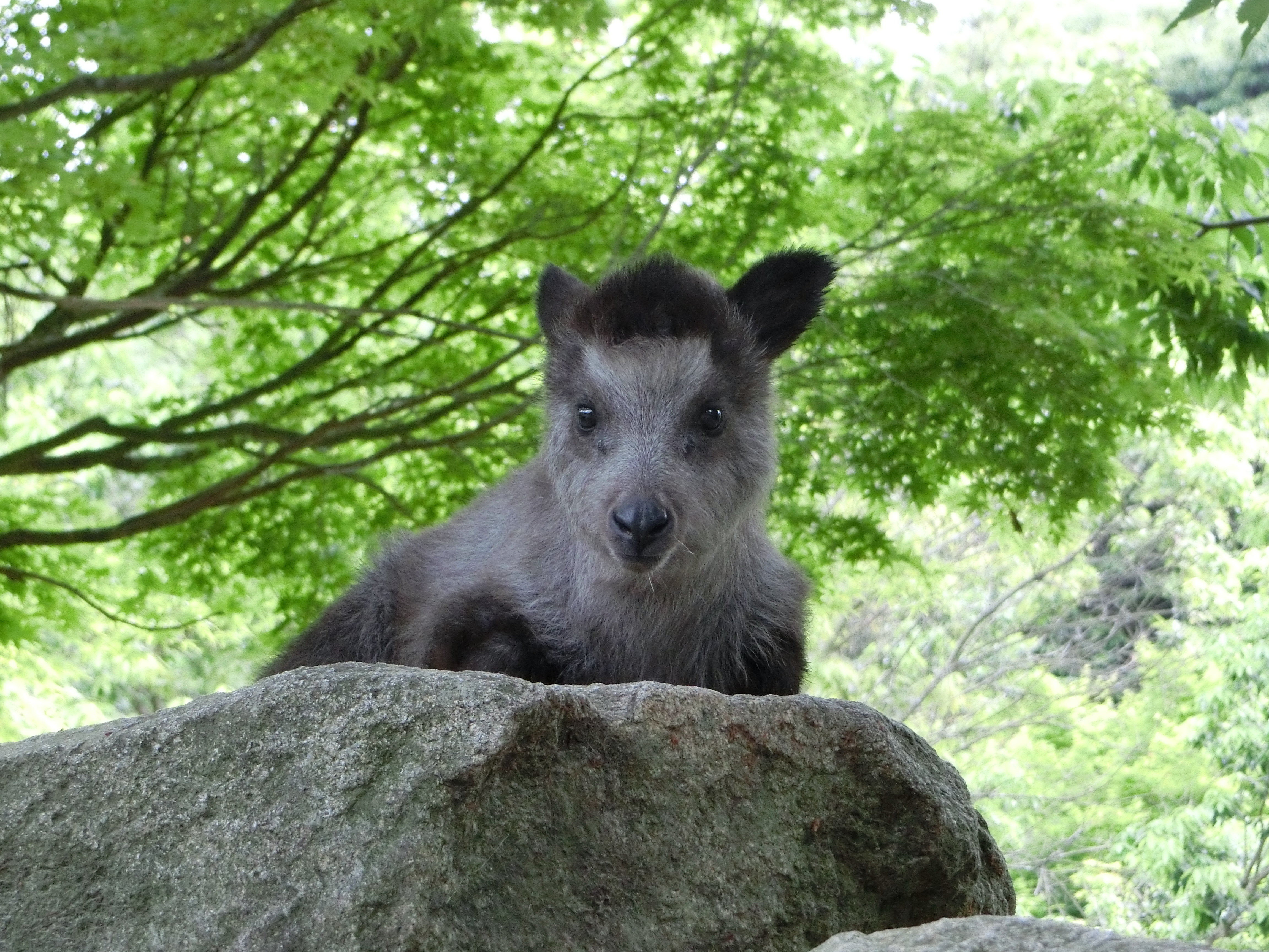 http://www.asazoo.jp/animal/blog/CIMG6759.JPG