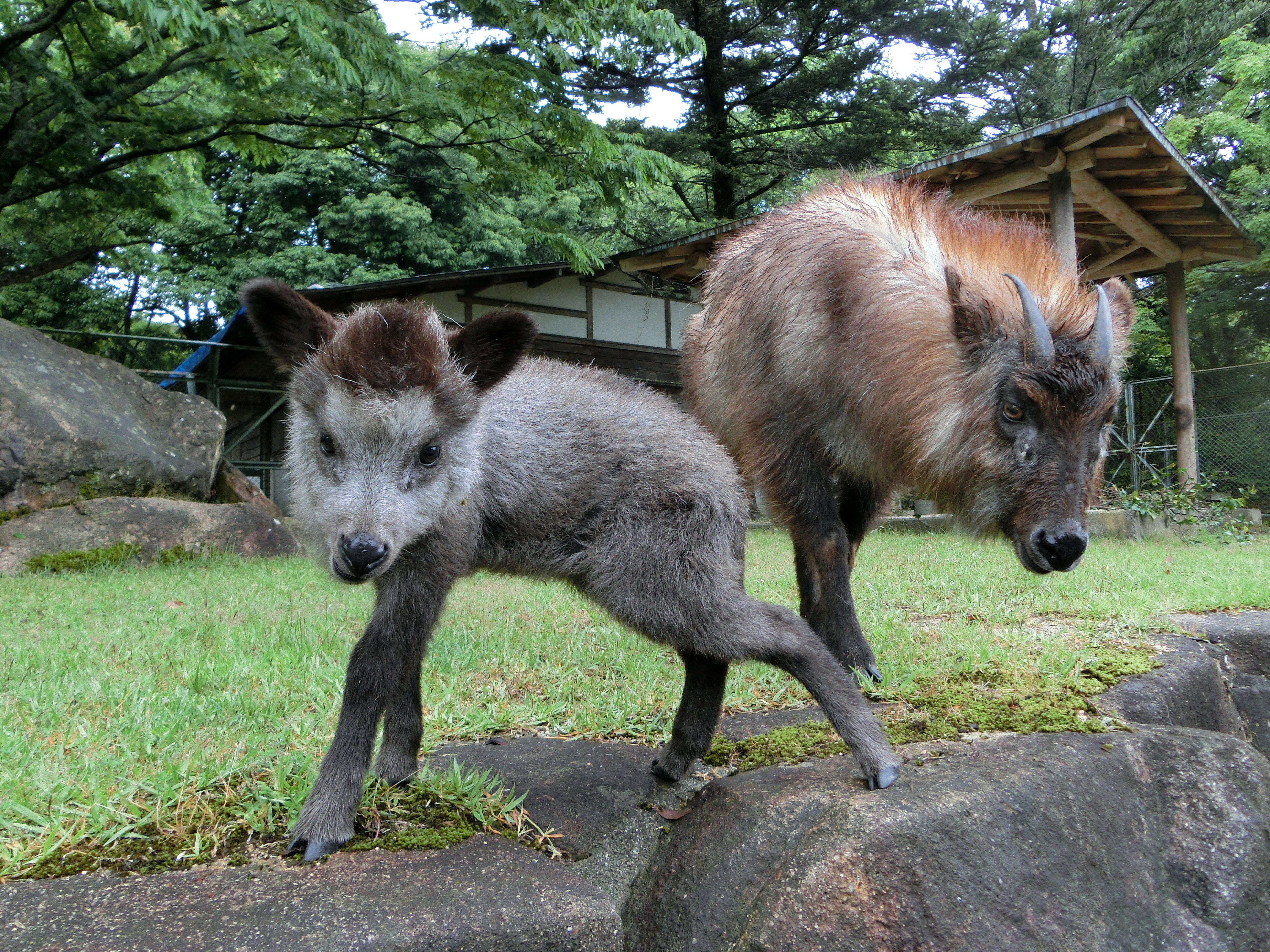 http://www.asazoo.jp/animal/blog/CIMG6780.JPG