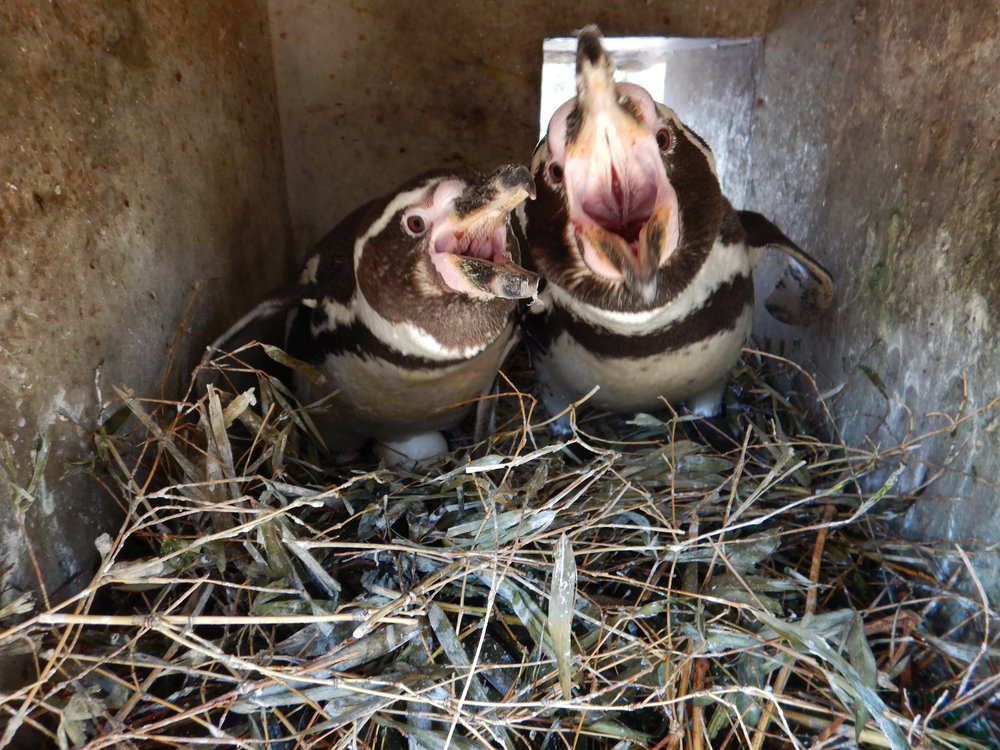 ペンギンぷーるの日常⑪　卵のその後。