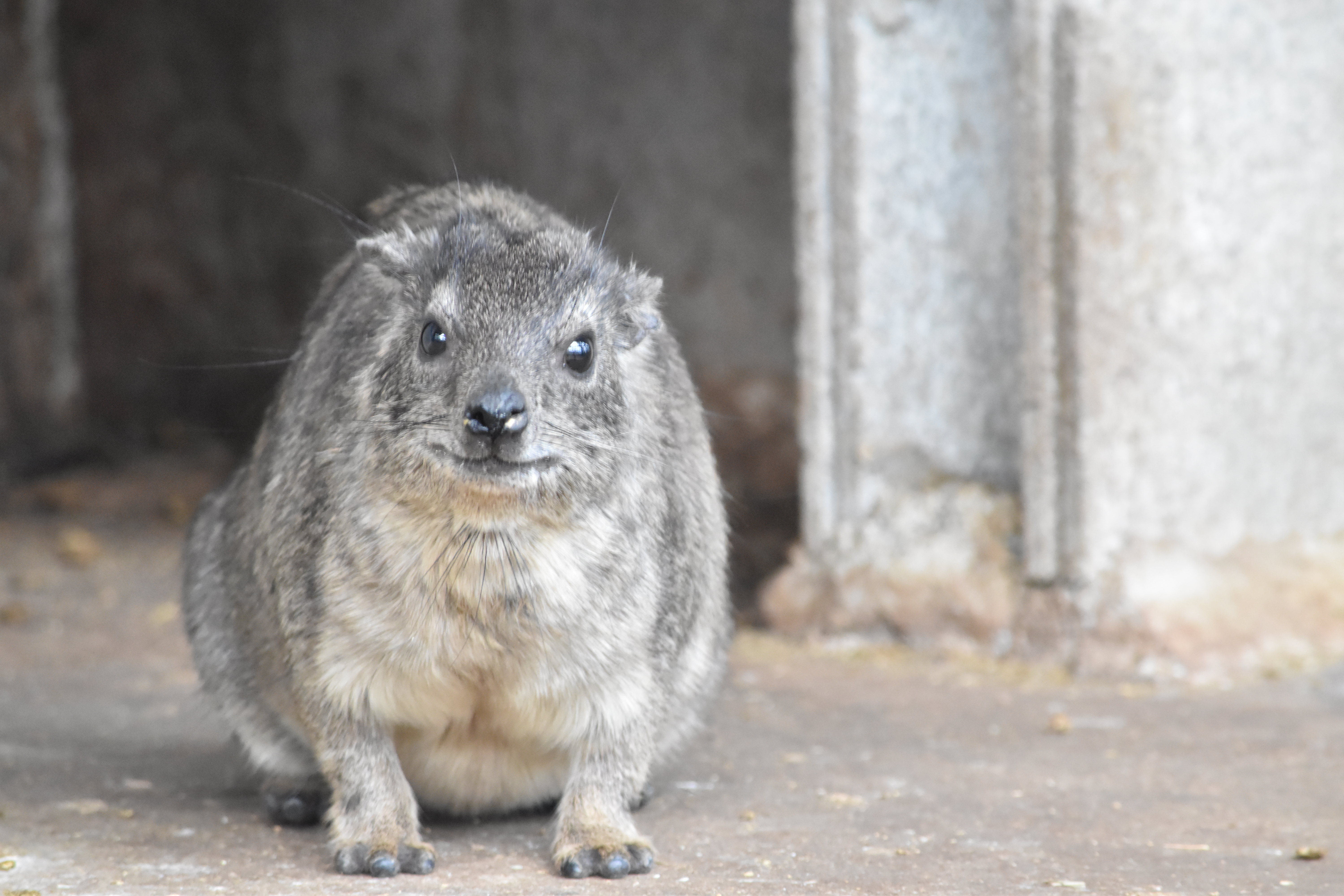 http://www.asazoo.jp/animal/blog/DSC_0112.JPG