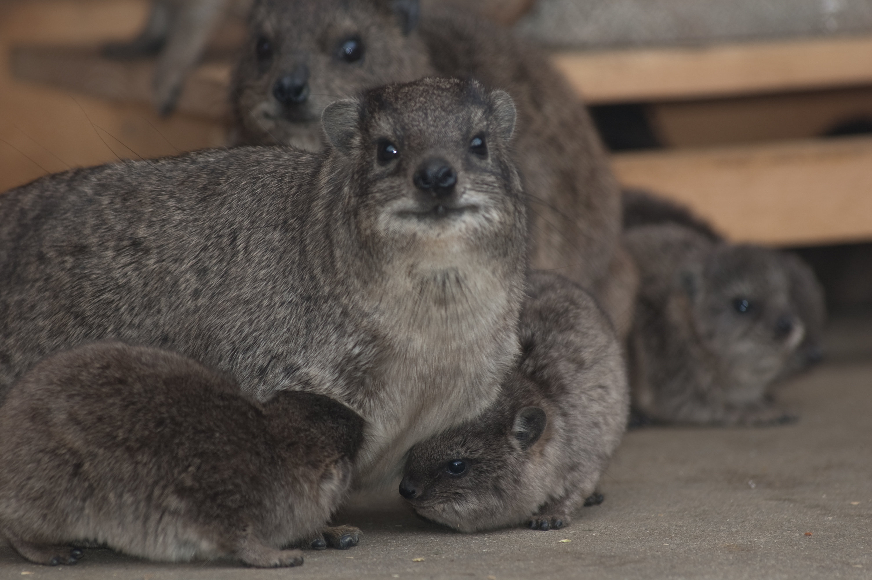 http://www.asazoo.jp/animal/blog/DSC_2898.jpg