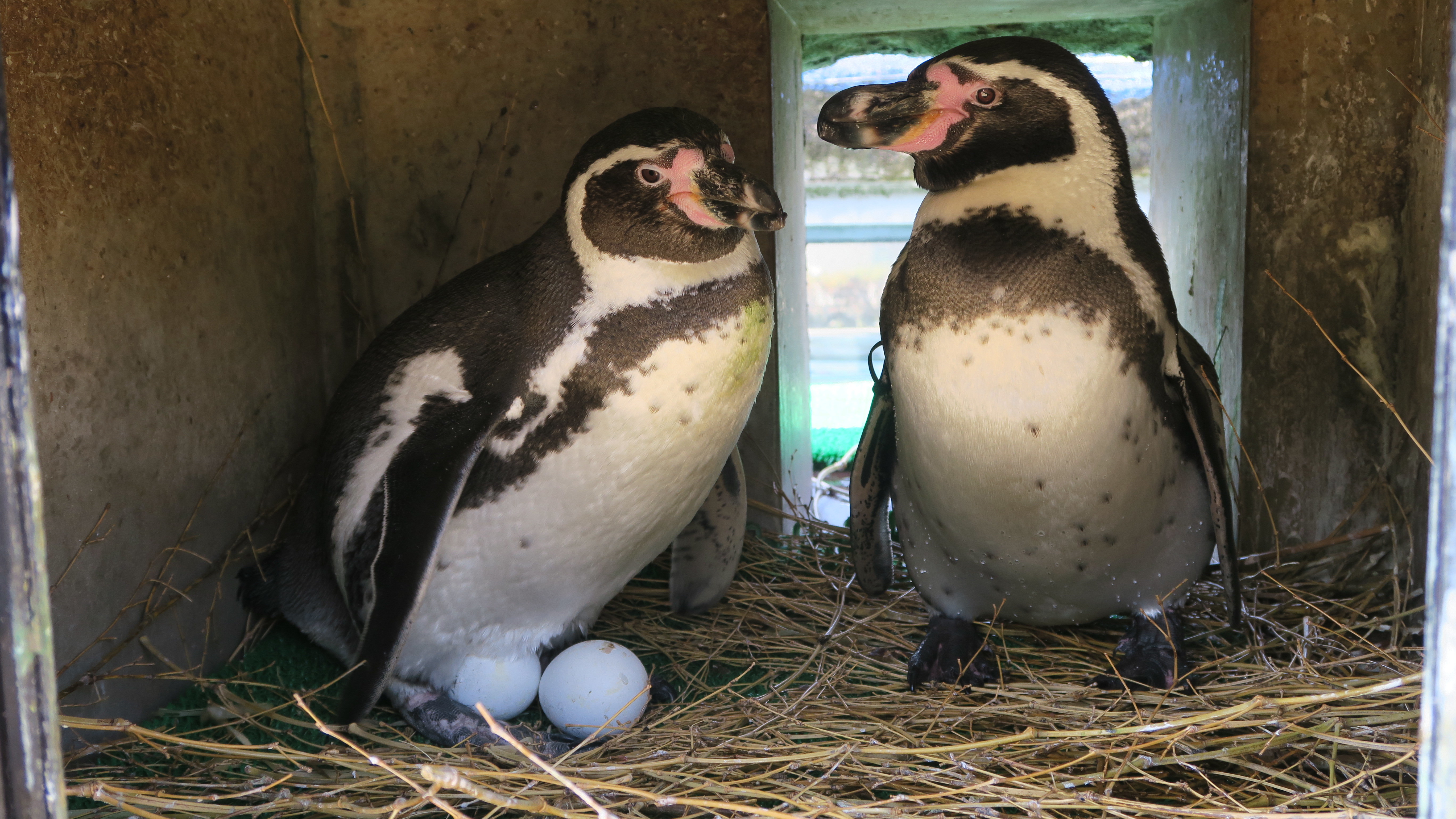 ペンギンぷーるの日常⑦　2クラッチ目の産卵