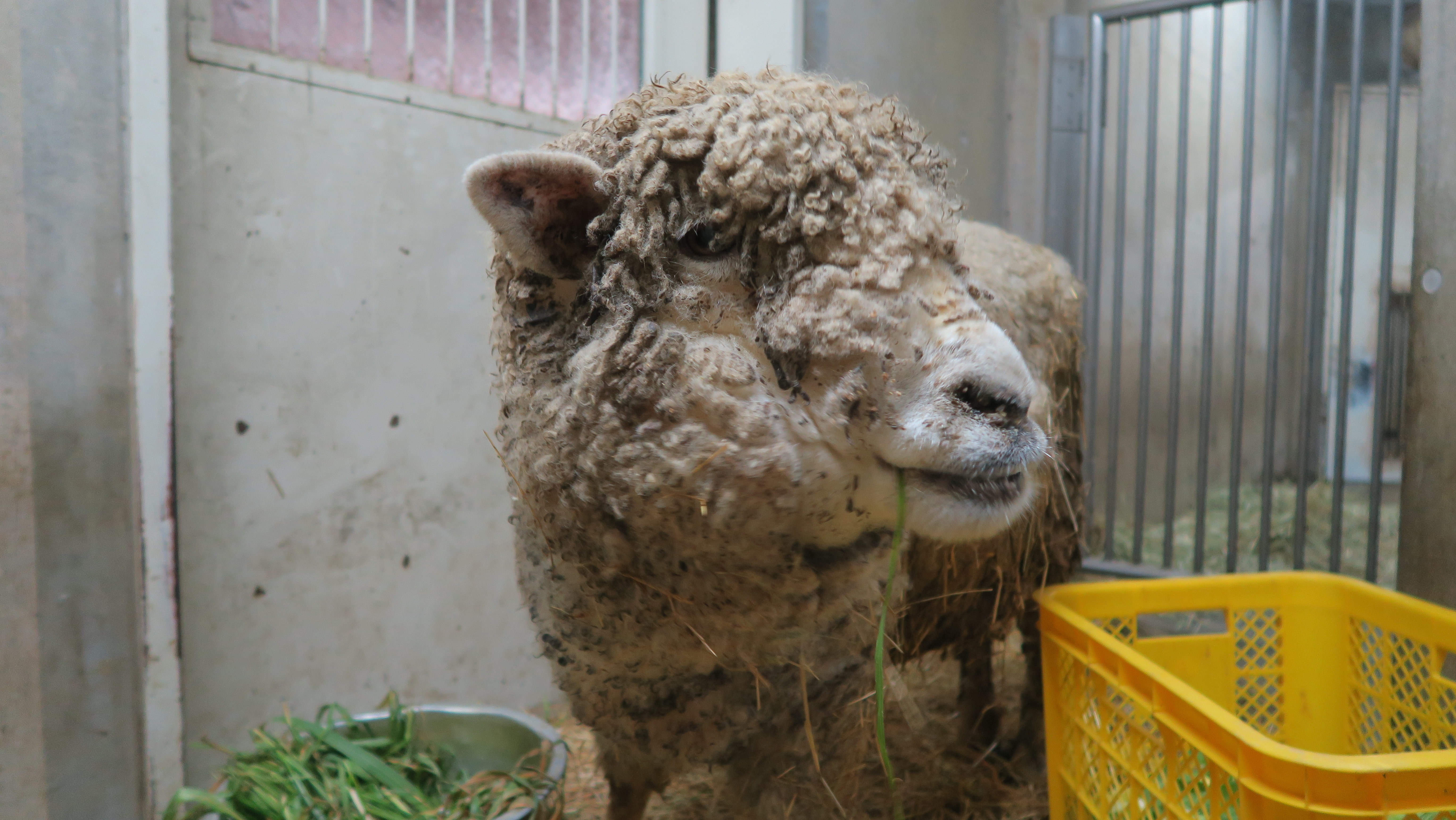 わくわく広場の日常④　シラタマが亡くなりました