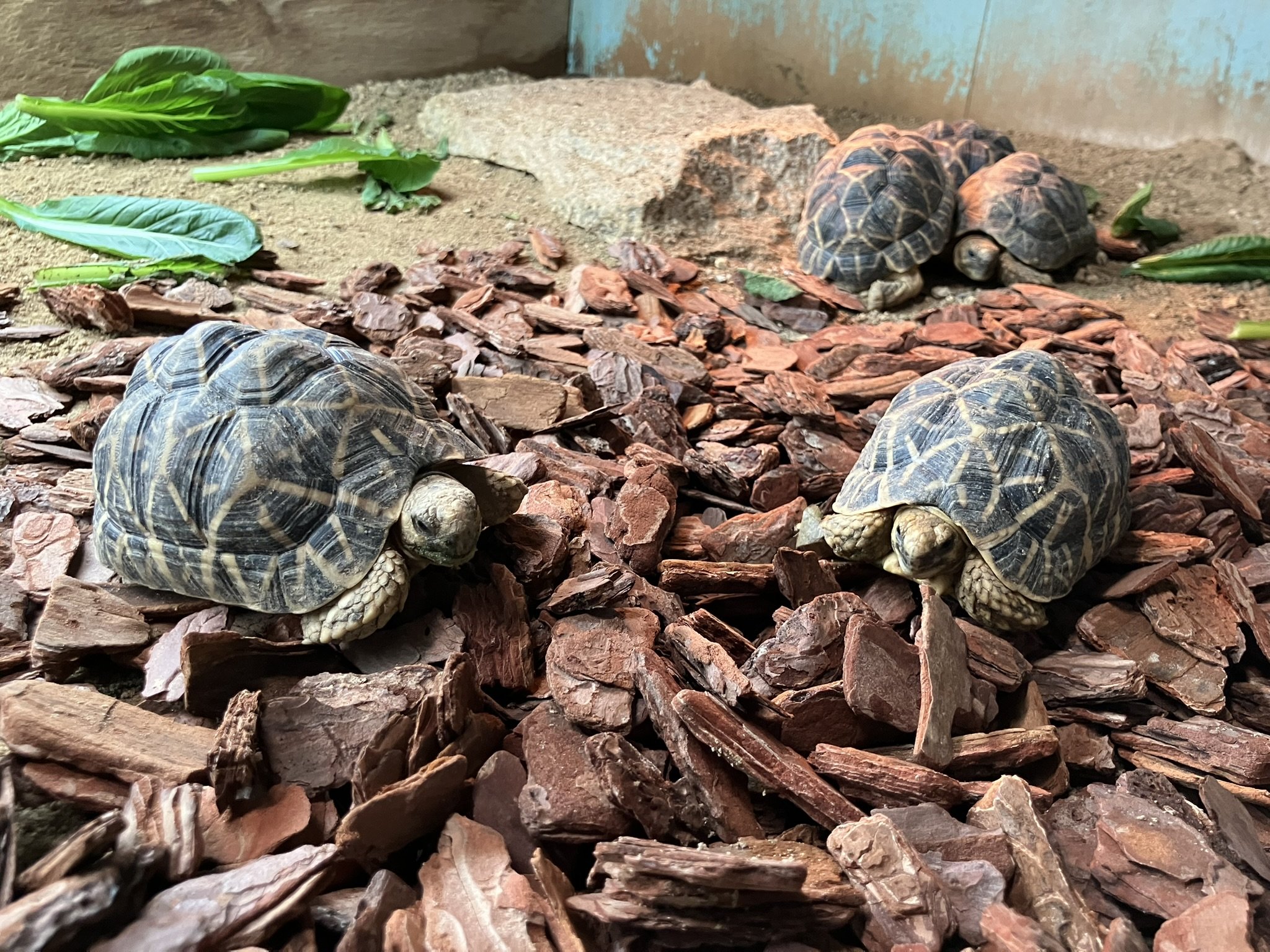 論文を発表しました！　～双子のインドホシガメの初期飼育と成長記録～