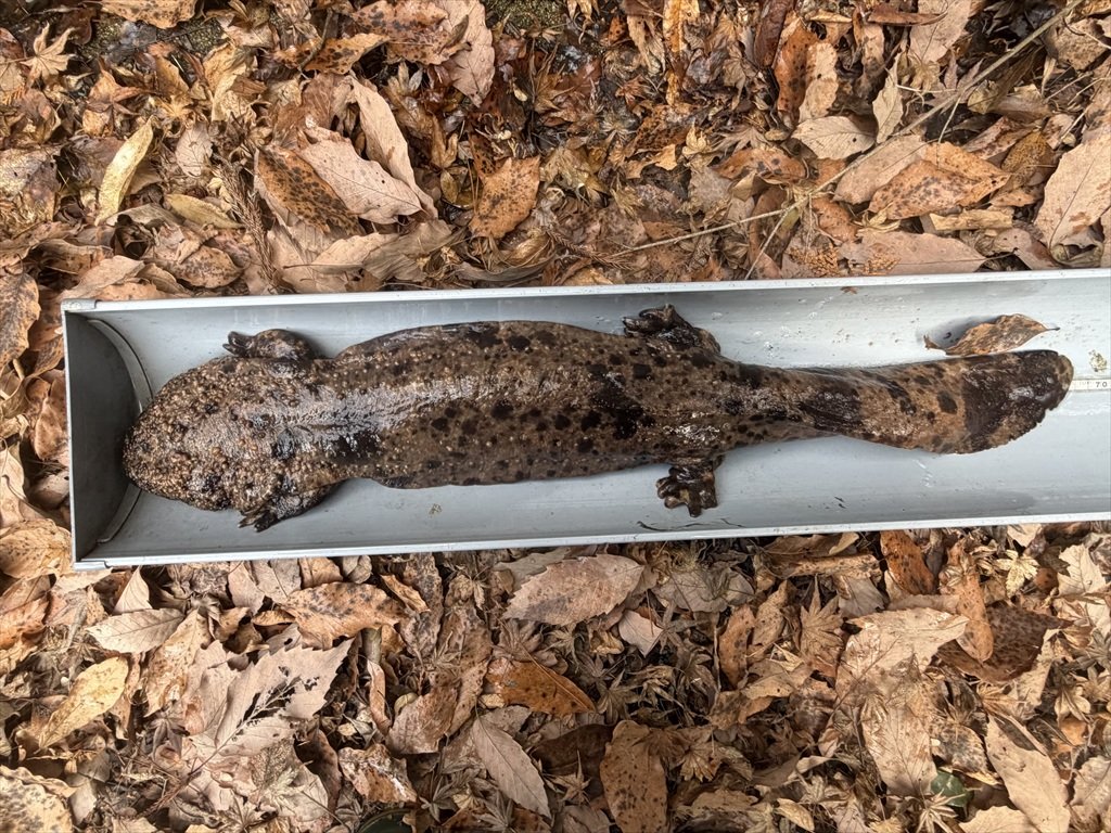 オオサンショウウオの身体測定を行いました！